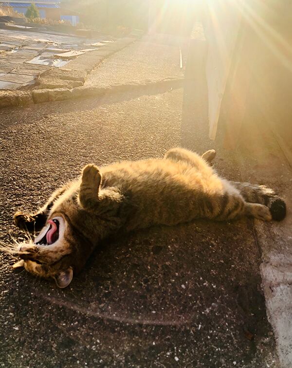 猫 ポストカード The Cat who.... 20241208 あしたからがんばる by ラスカル 10x14.8センチ(cm)官製はがきサイズ 猫写真 はがき ねこ葉書 ネコハガキ Postcard ジェリー