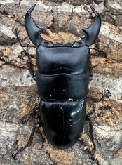 【WD】《スマトラオオヒラタ アチェ産 81.5mm ペア》