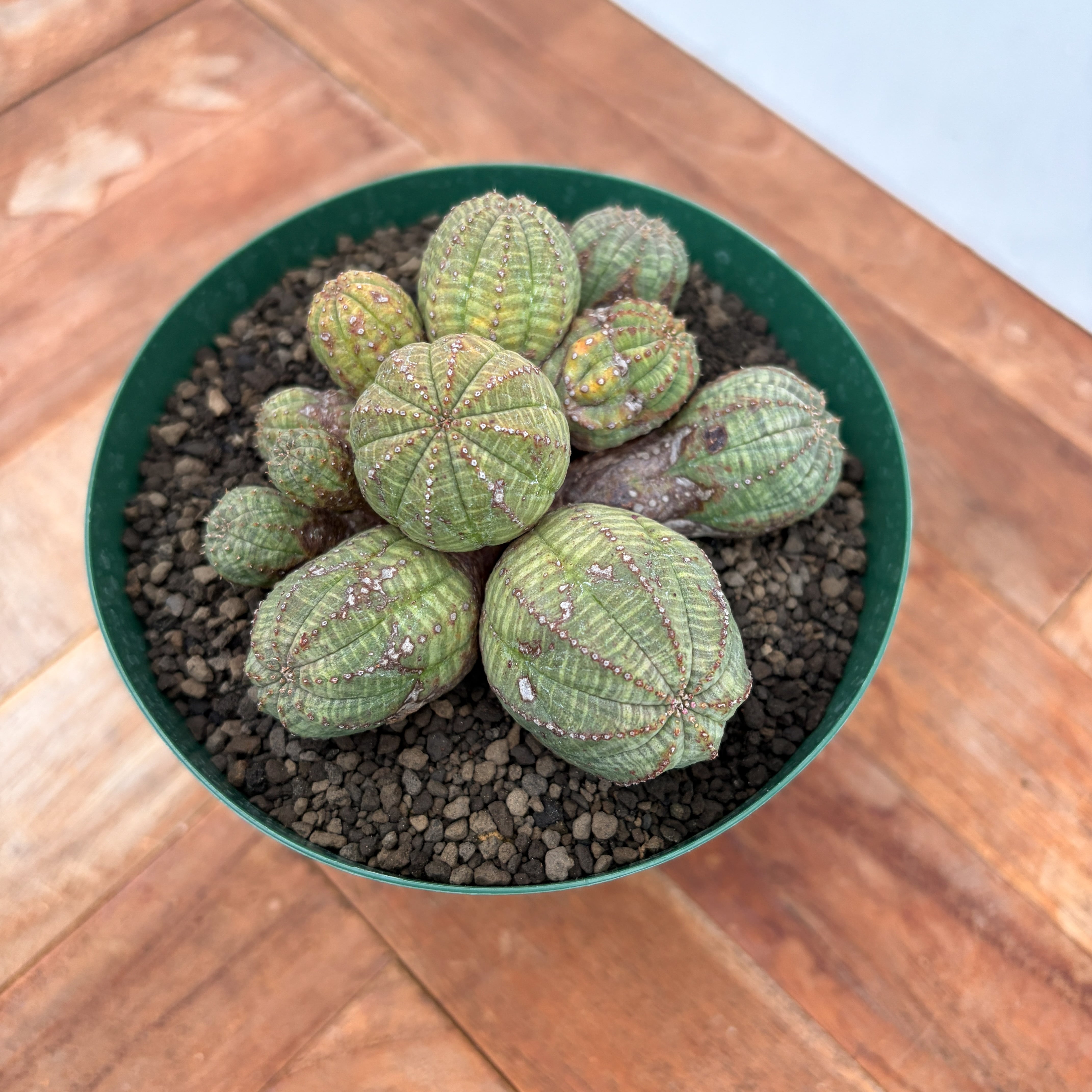 Euphorbia buruana【ユーフォルビア・ブルアナ】 | RIMO'S GREEN