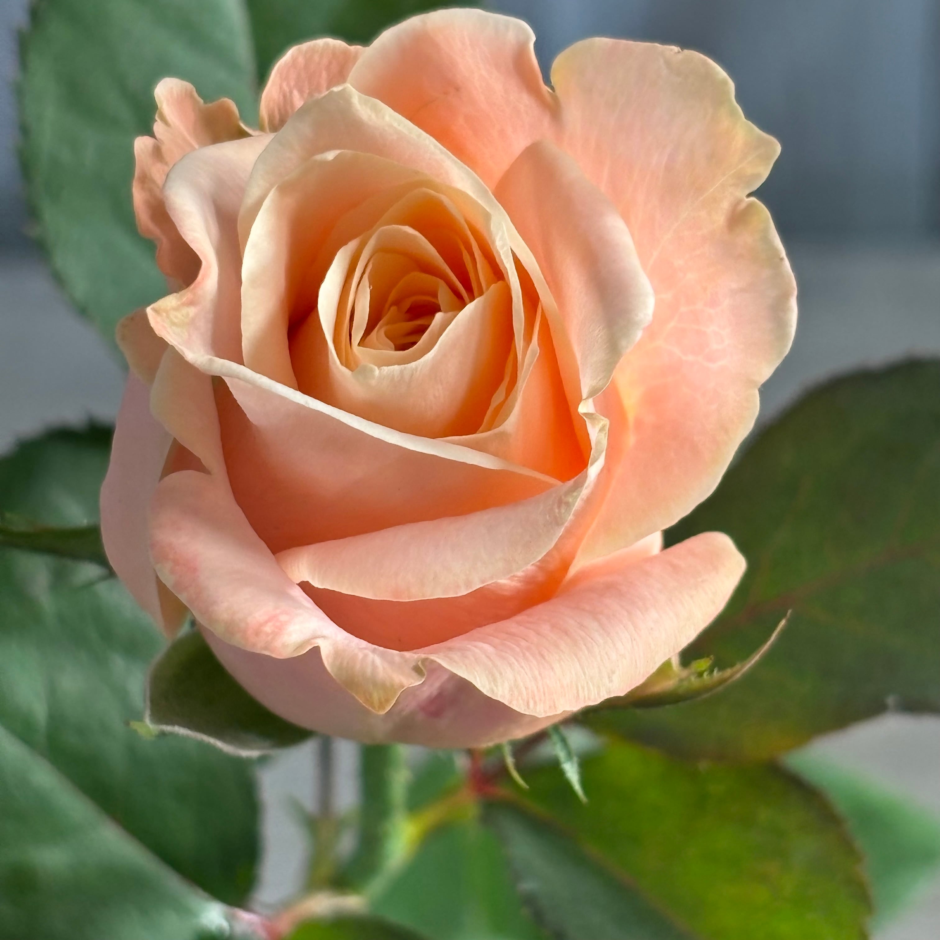 FINEROSE 特集 | 新鮮お花問屋 Jp-Farmers.com