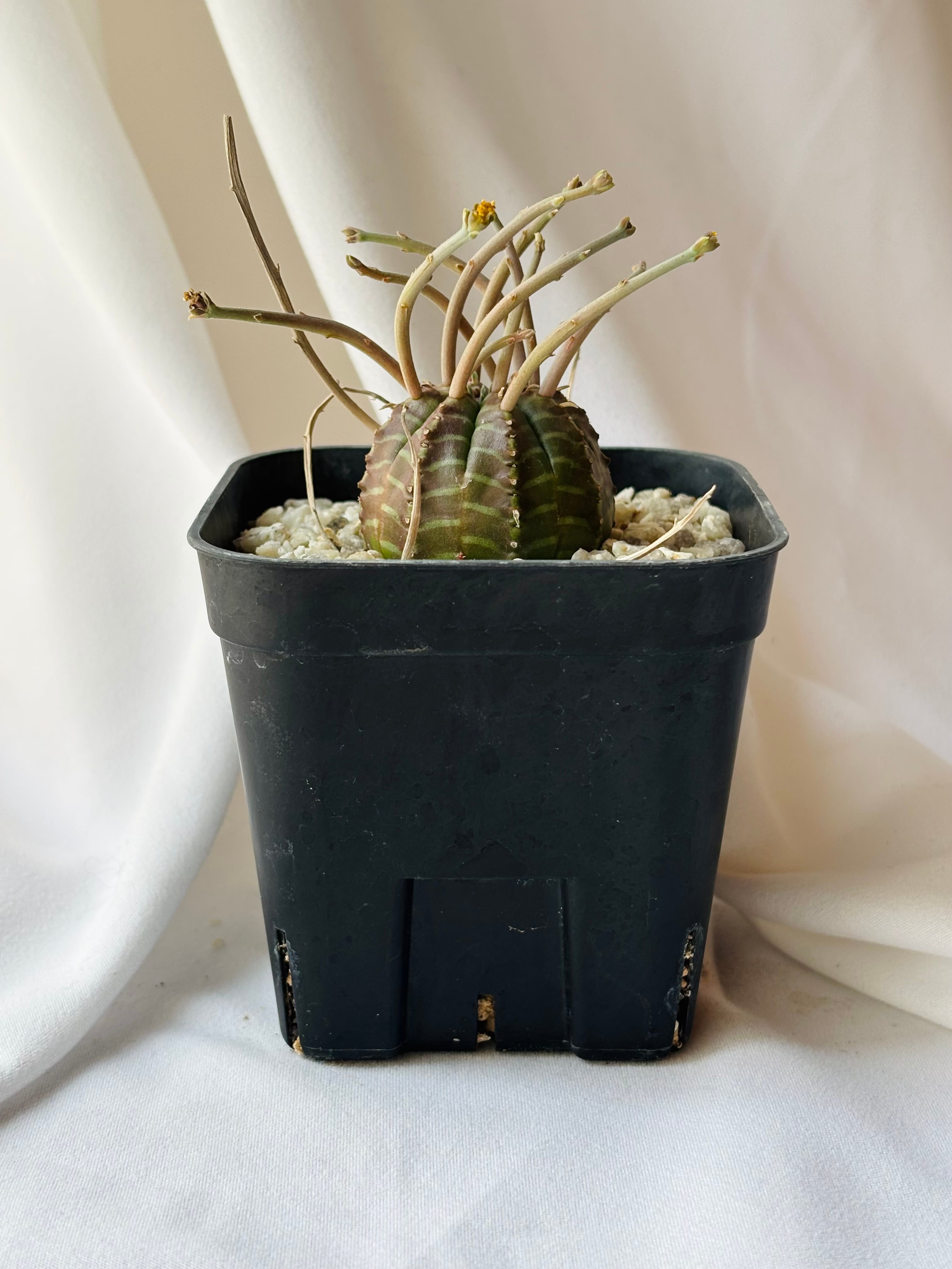 Euphorbia valida ユーフォルビア スーパーバリダ 多肉植物 | plants