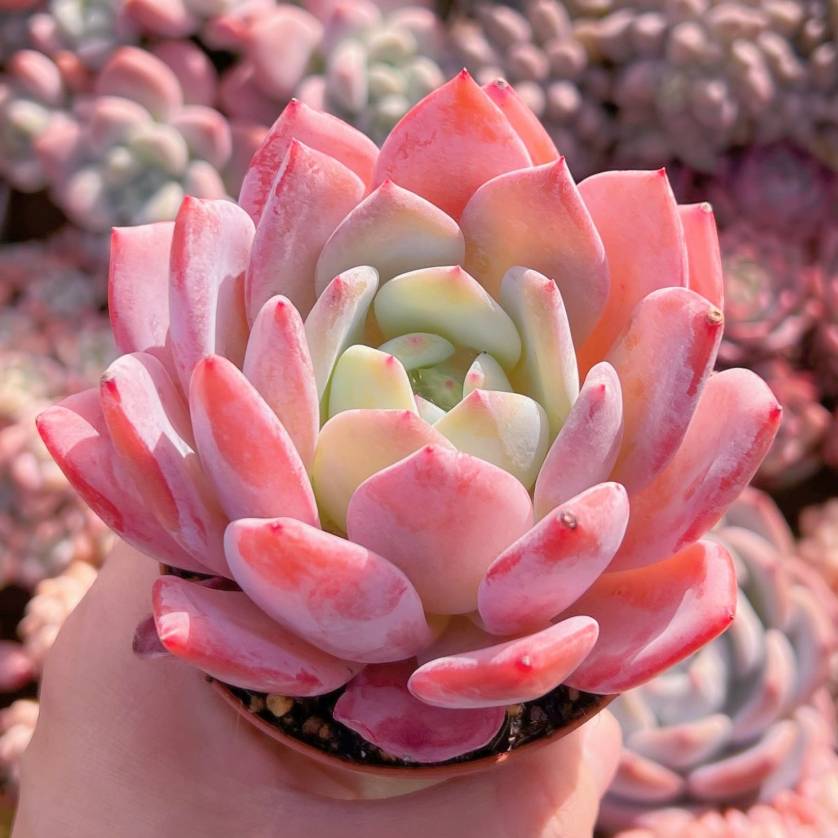 多肉植物　スウィートプリンセス　新入荷　るる農園