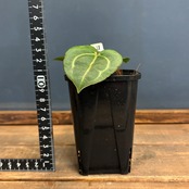 アンスリウム　カーラブラッキー【958】