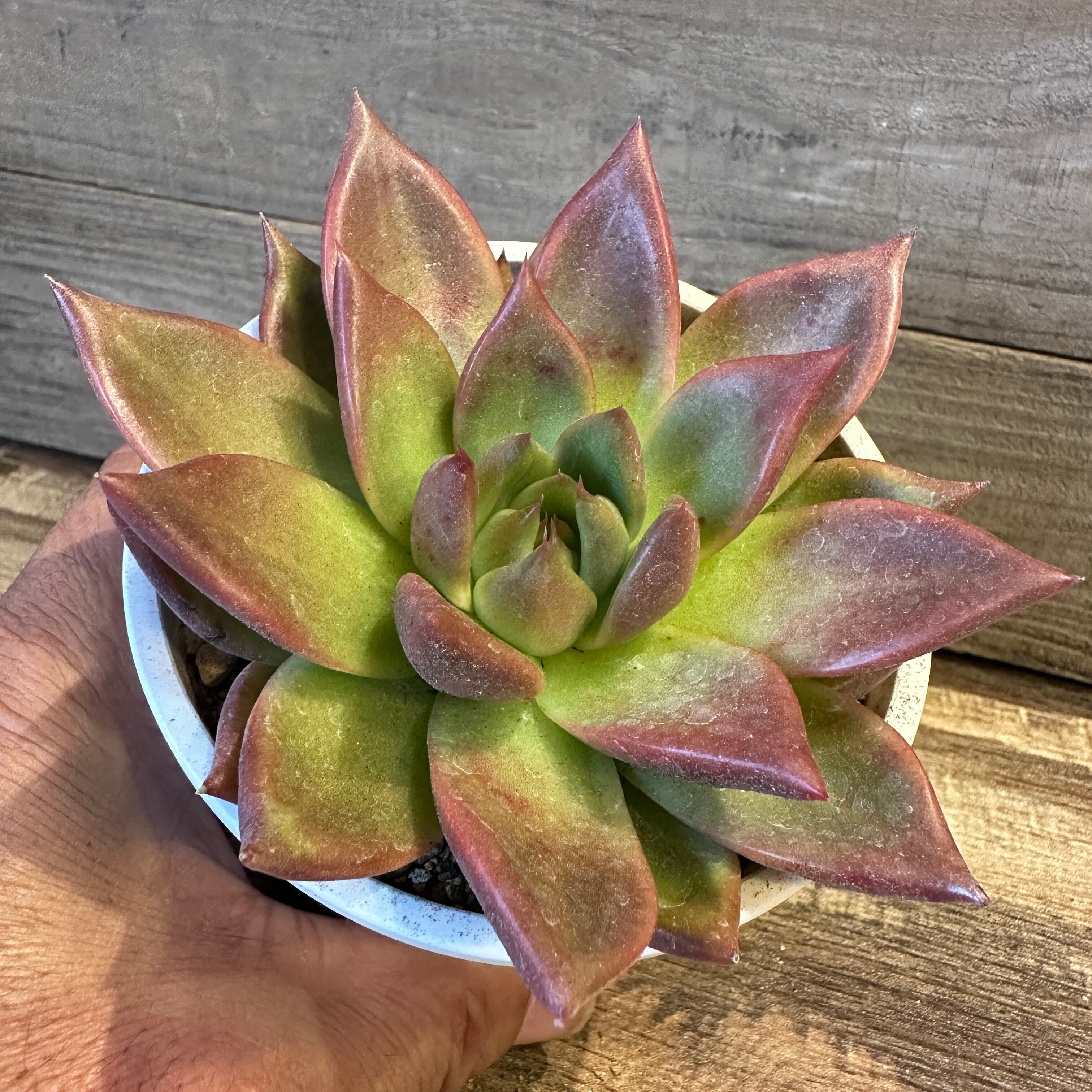 ママノエル 札付き 子株つき  多肉 TOMOZOUEN