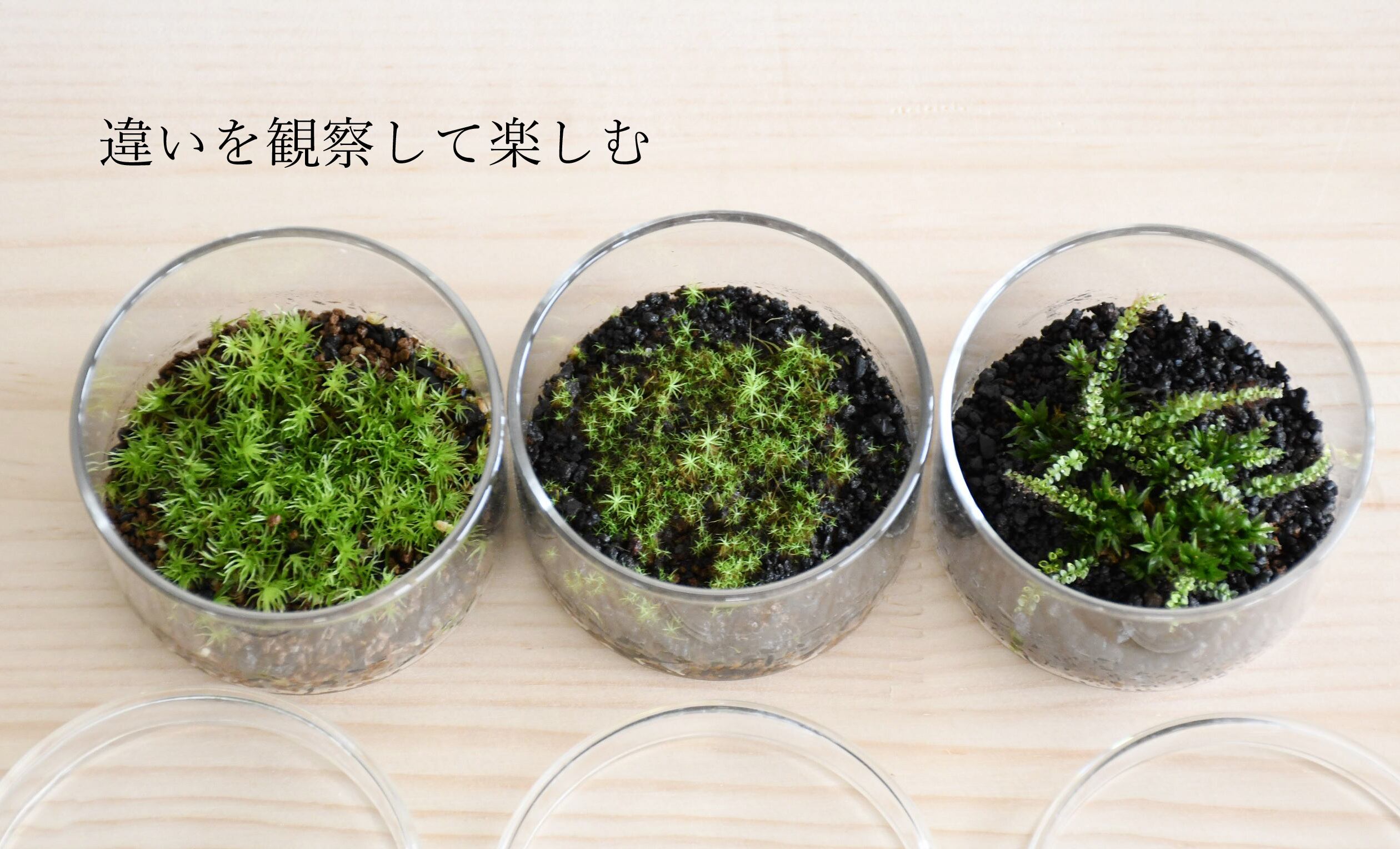 実験のように楽しむ 苔テラリウム ミニシャーレ3種セット コレクションする楽しみ 苔テラリウム専門ショップ道草 実験のように楽しむ 苔テラリウム ミニシャーレ3種セット コレクションする楽しみ 苔テラリウム専門ショップ道草