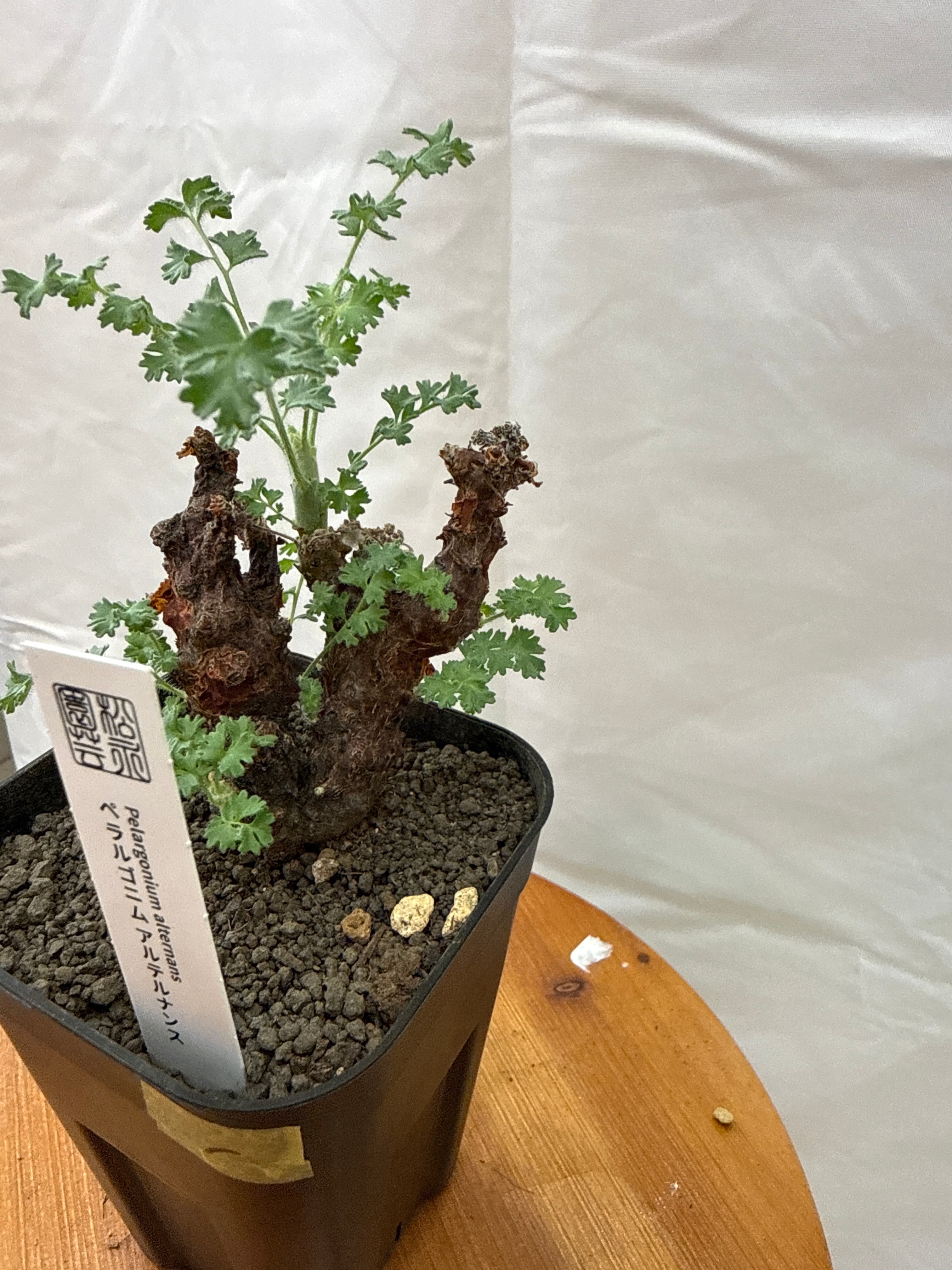 C［冬型塊根］ペラルゴニウム アルテルナンス | Gardenえん 【観葉熱帯