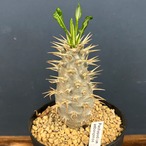 パキポディウム アンボンゲンセ【784】