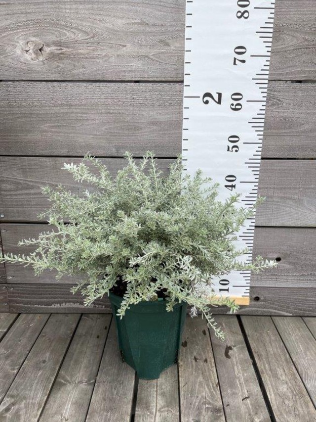 ウエストリンギア フルティコサ 斑入り 日本ライン花木センター