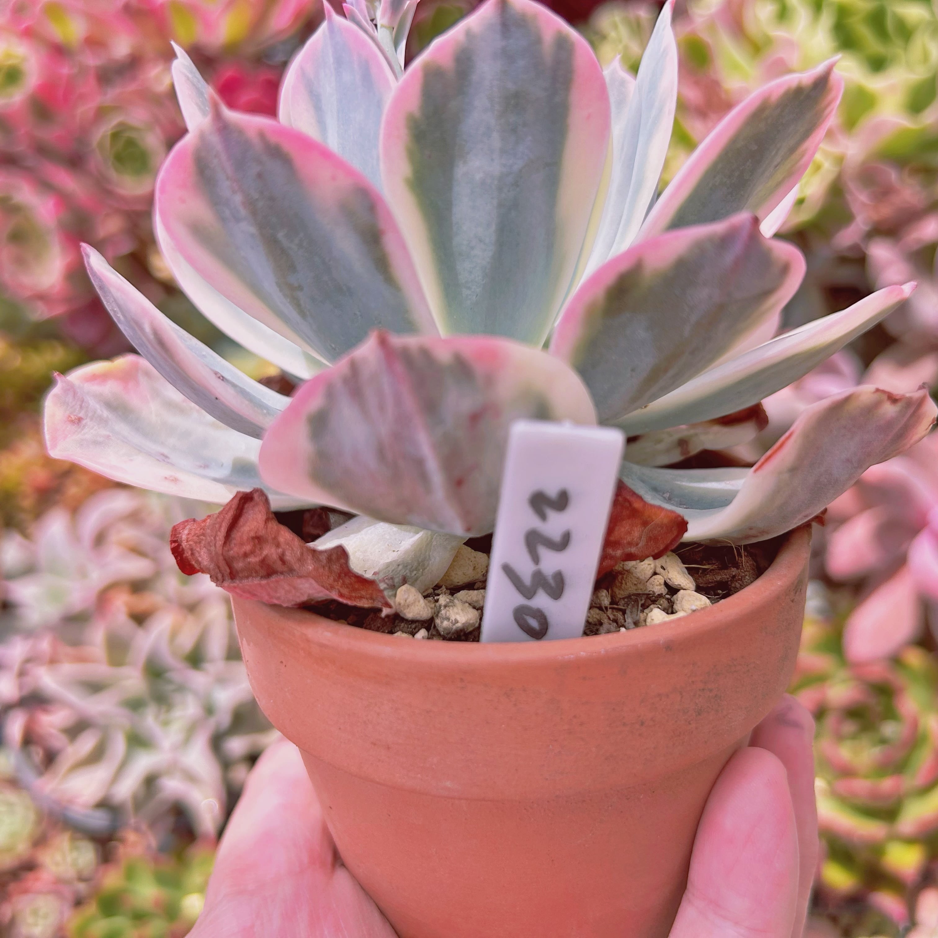 2230現物 多肉植物 七福神錦 特大 | るる農園~多肉植物専門