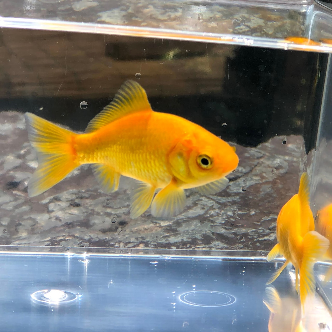 (金魚)国産 レモンコメット(短尾) 江戸川産(1匹)【生体】