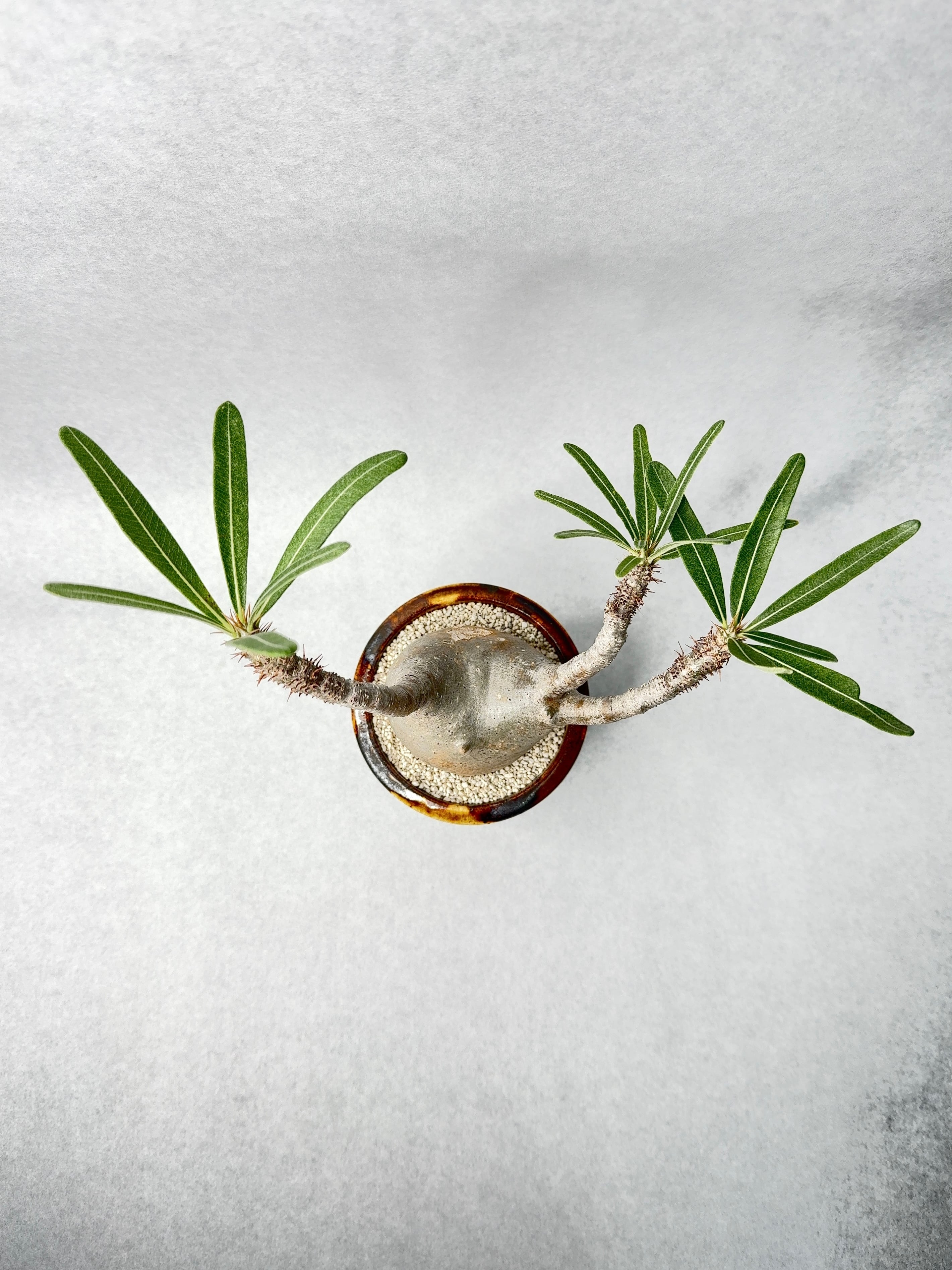 ono5s 原画　アウトドア　パキポディウムグラキリス　オノゴス ono5s 原画 アウトドア パキポディウムグラキリス オノゴス