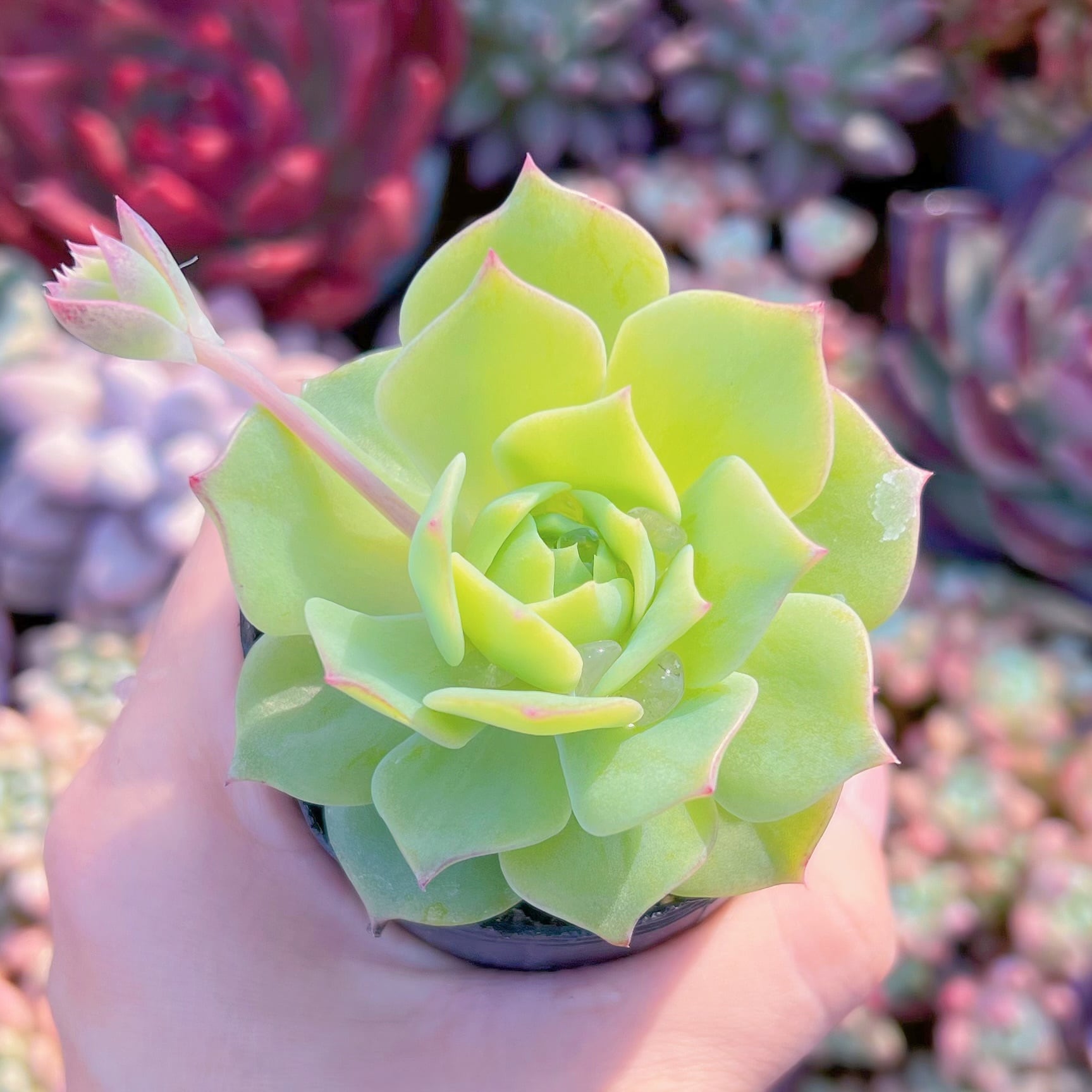 現品　マクドガリー ワイドリーフ#872   古株　るる農園