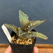 委託 アガベ チタノタ 獵豹 チーター【1056】