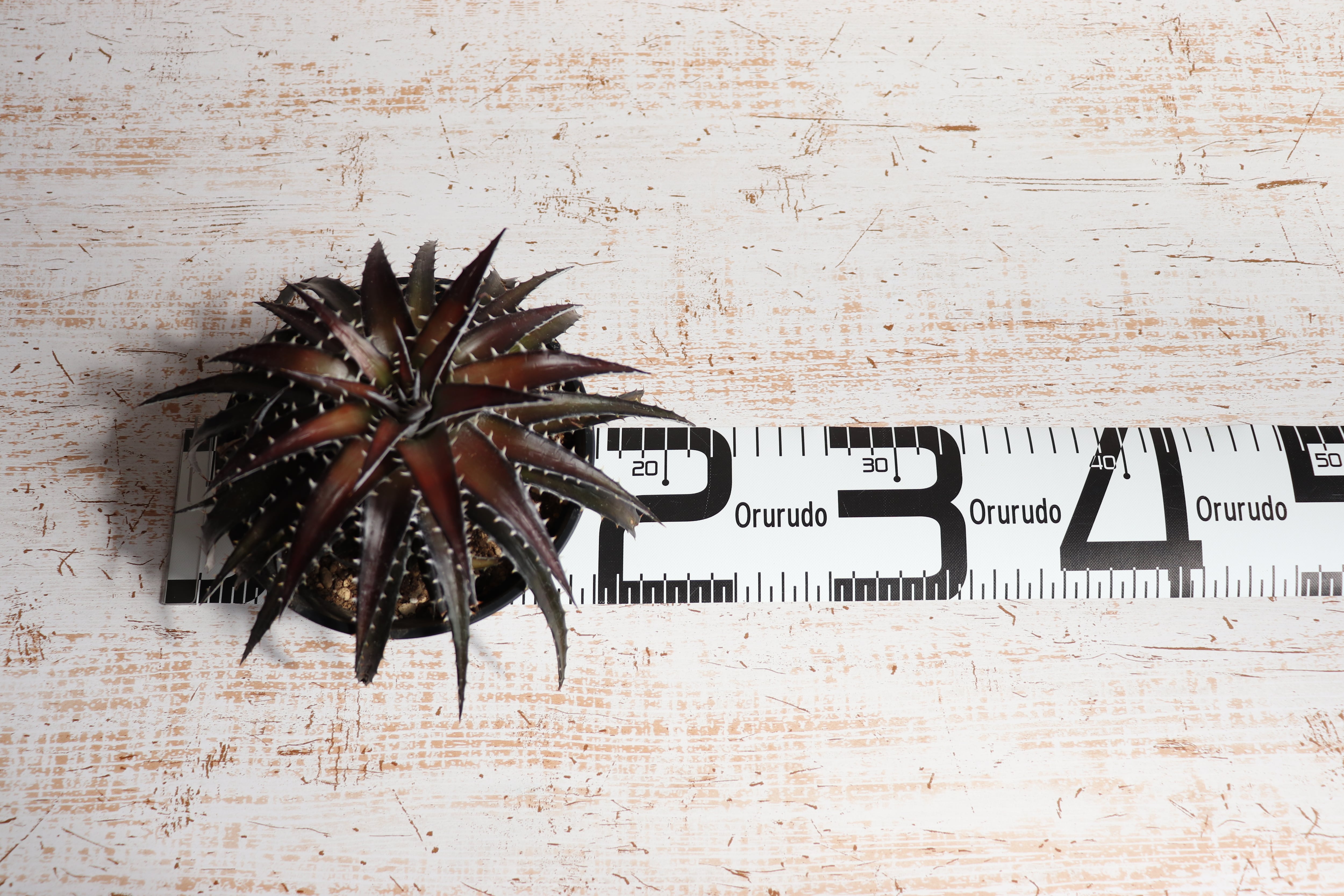 送料無料】picante〔ディッキア〕現品発送D0003 | plane plants
