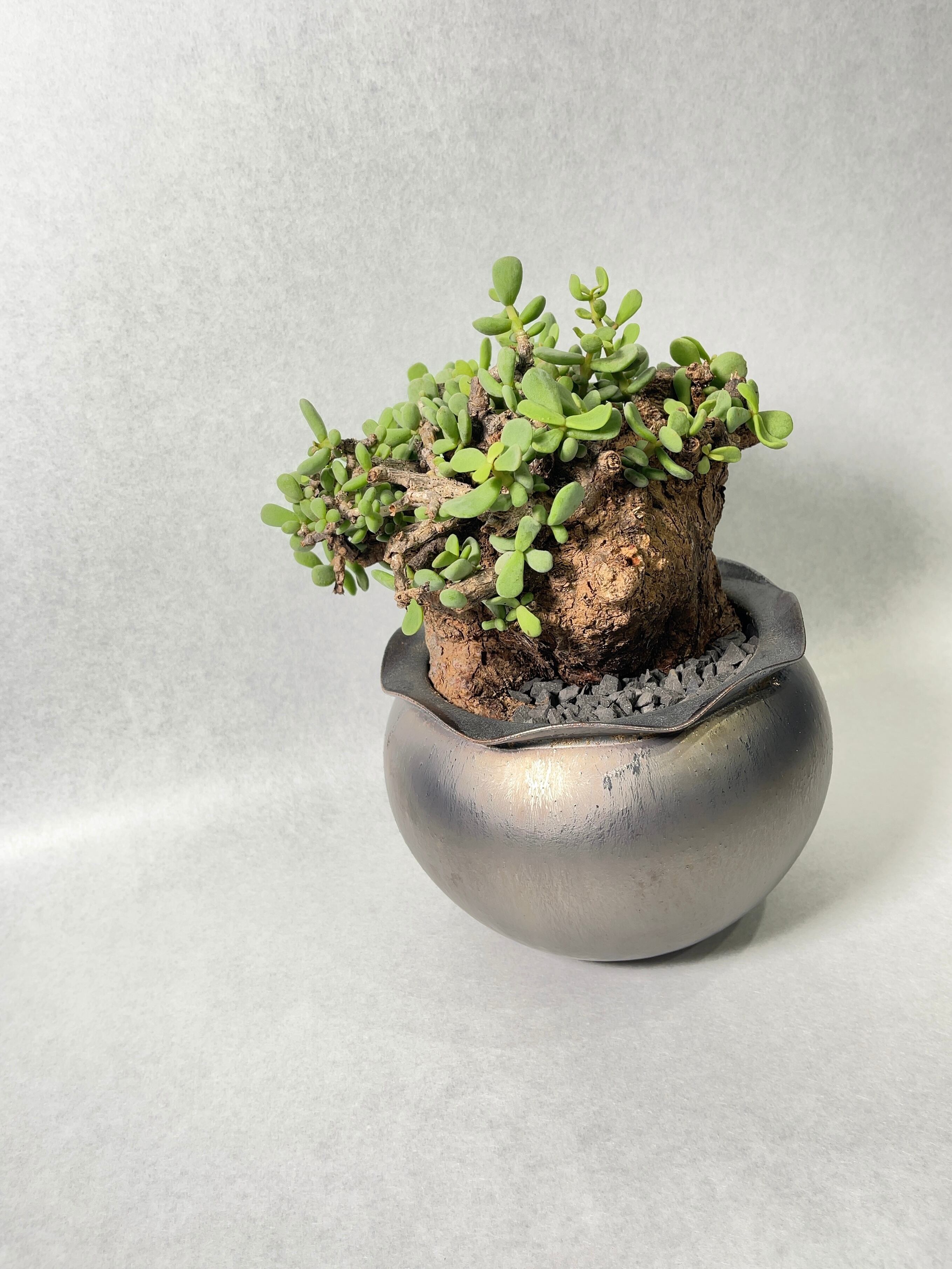 ケラリア・ピグマエア | trigger