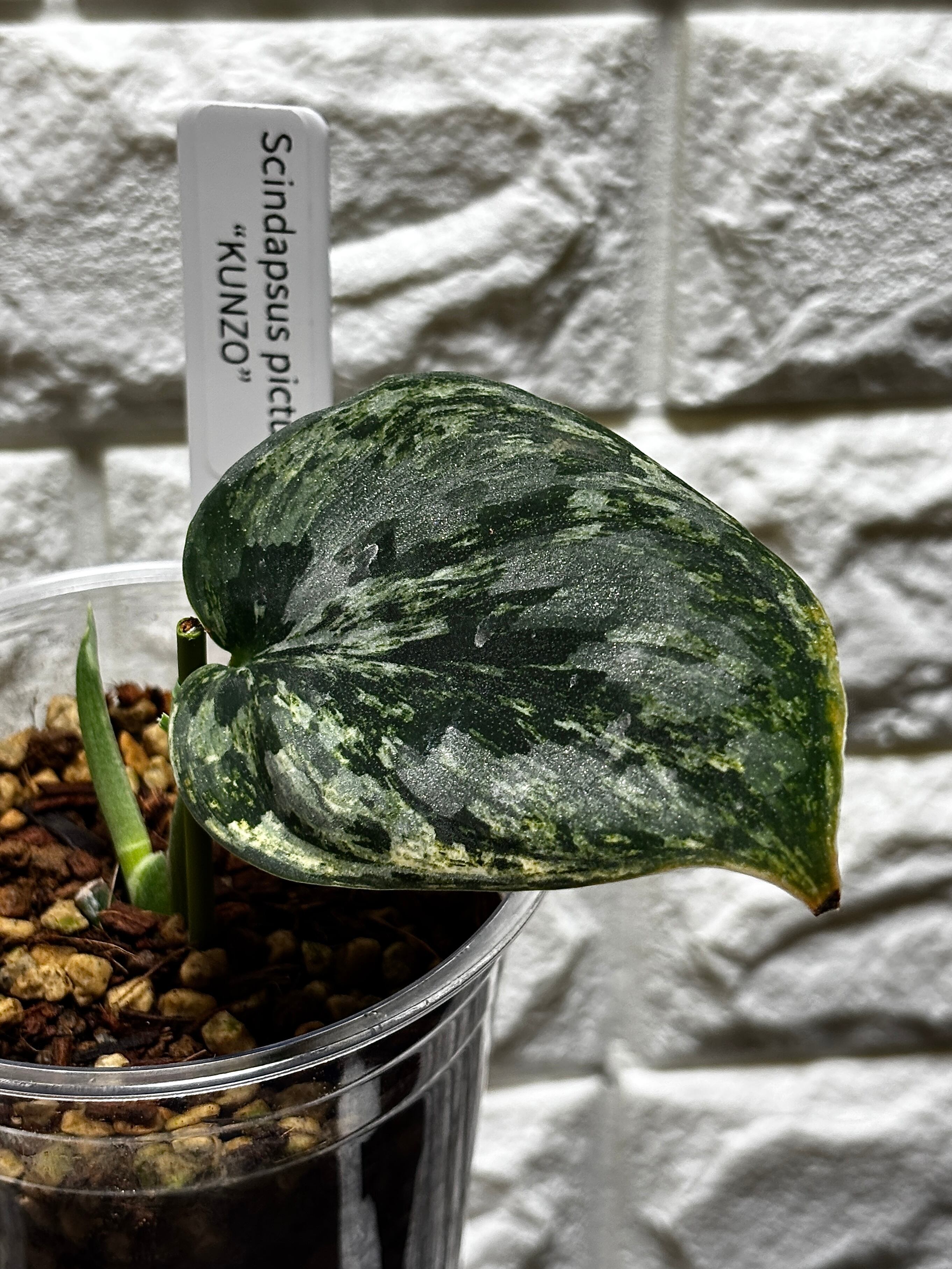 脇芽アリ】アロカシア ワトソニアナ ピンク斑入り Alocasia watsoniana