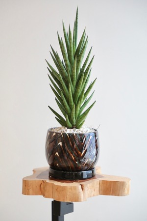 【S】サンスベリア フランシシー/Sanseveria Francisii　※陶器鉢付き