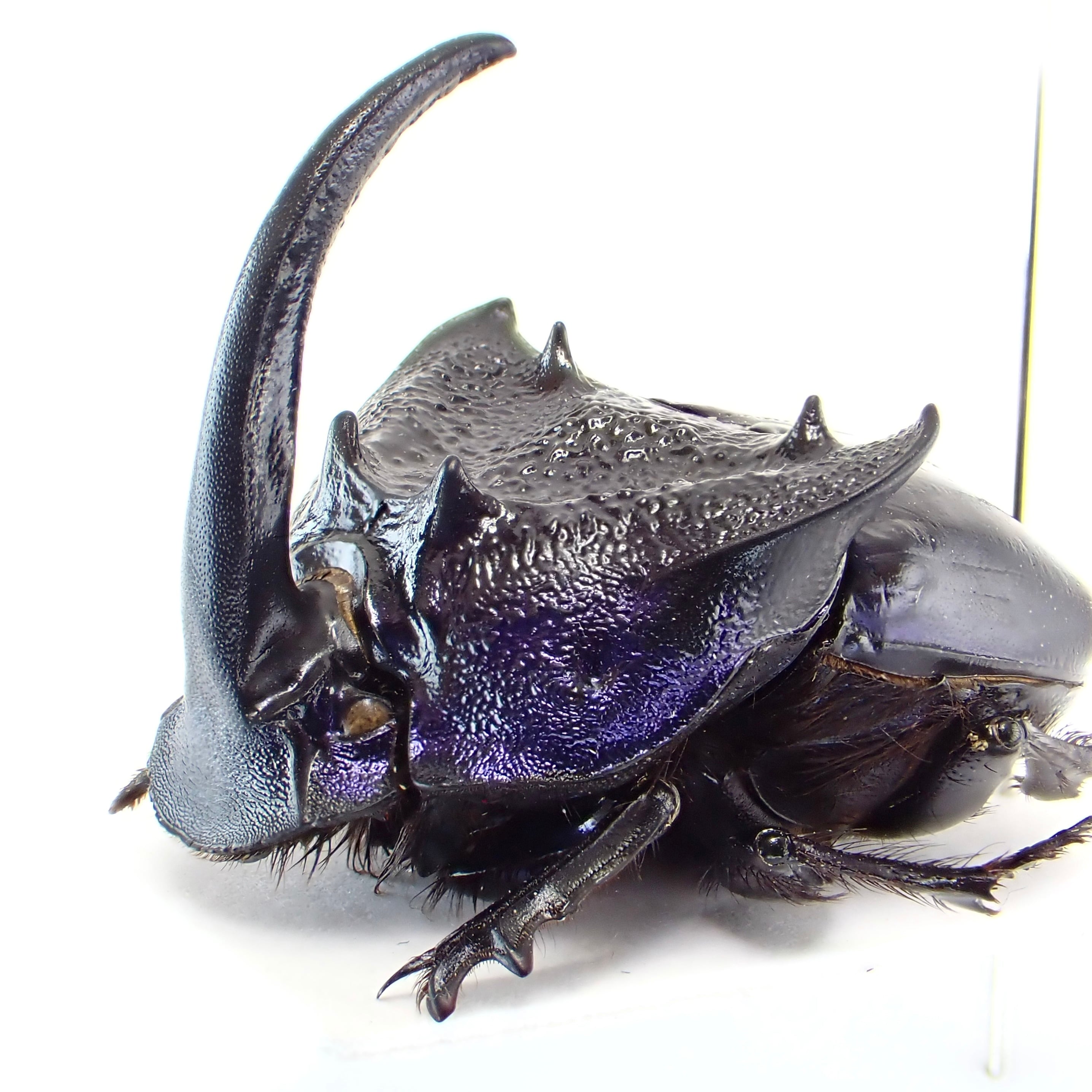 メキシコ産 Phanaeus quadridens ♂ 21mm XL | 昆虫標本 Diggers & Rollers