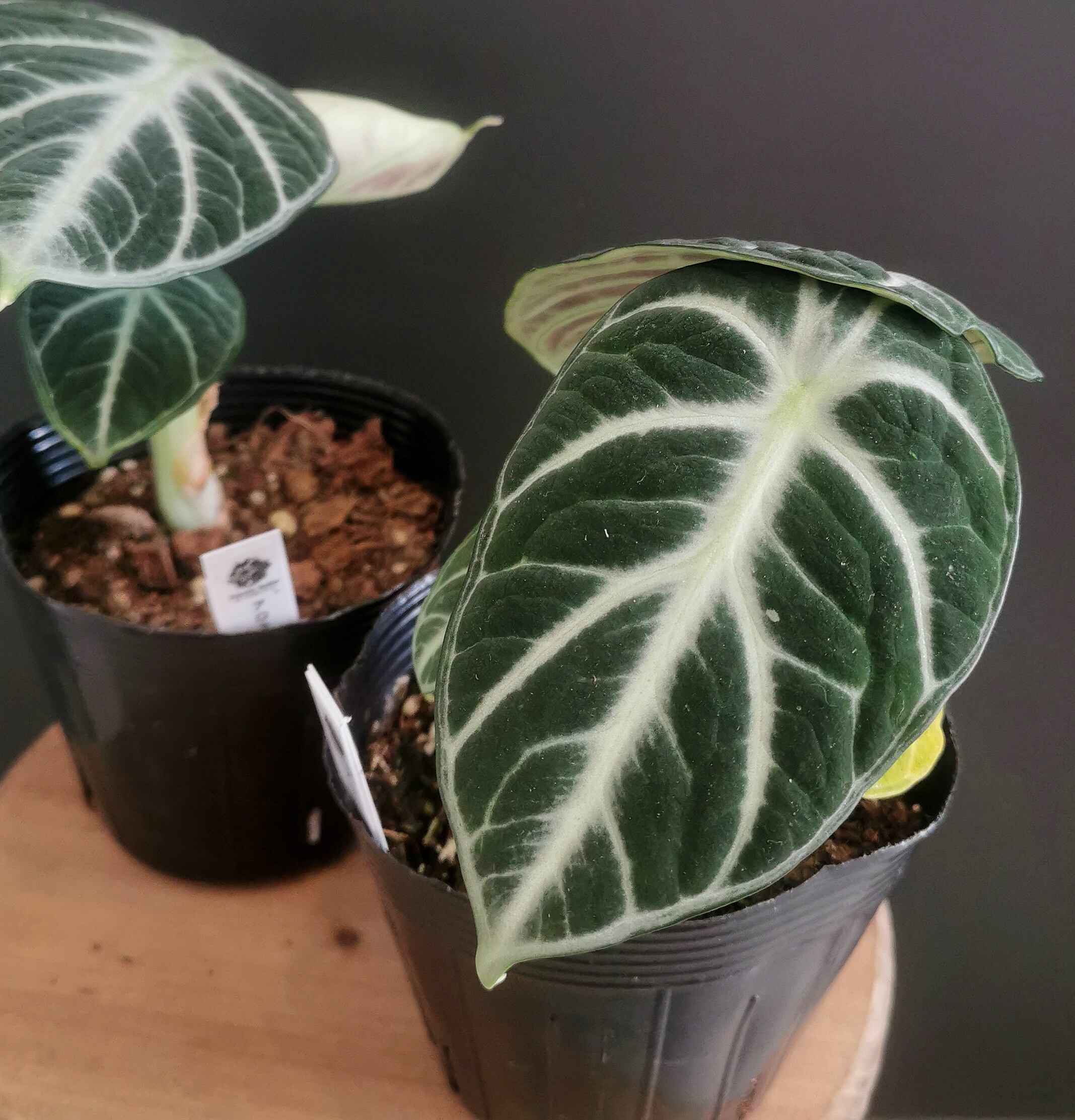 アロカシア・ロコ Alocasia 'Loco' | Plants Baka