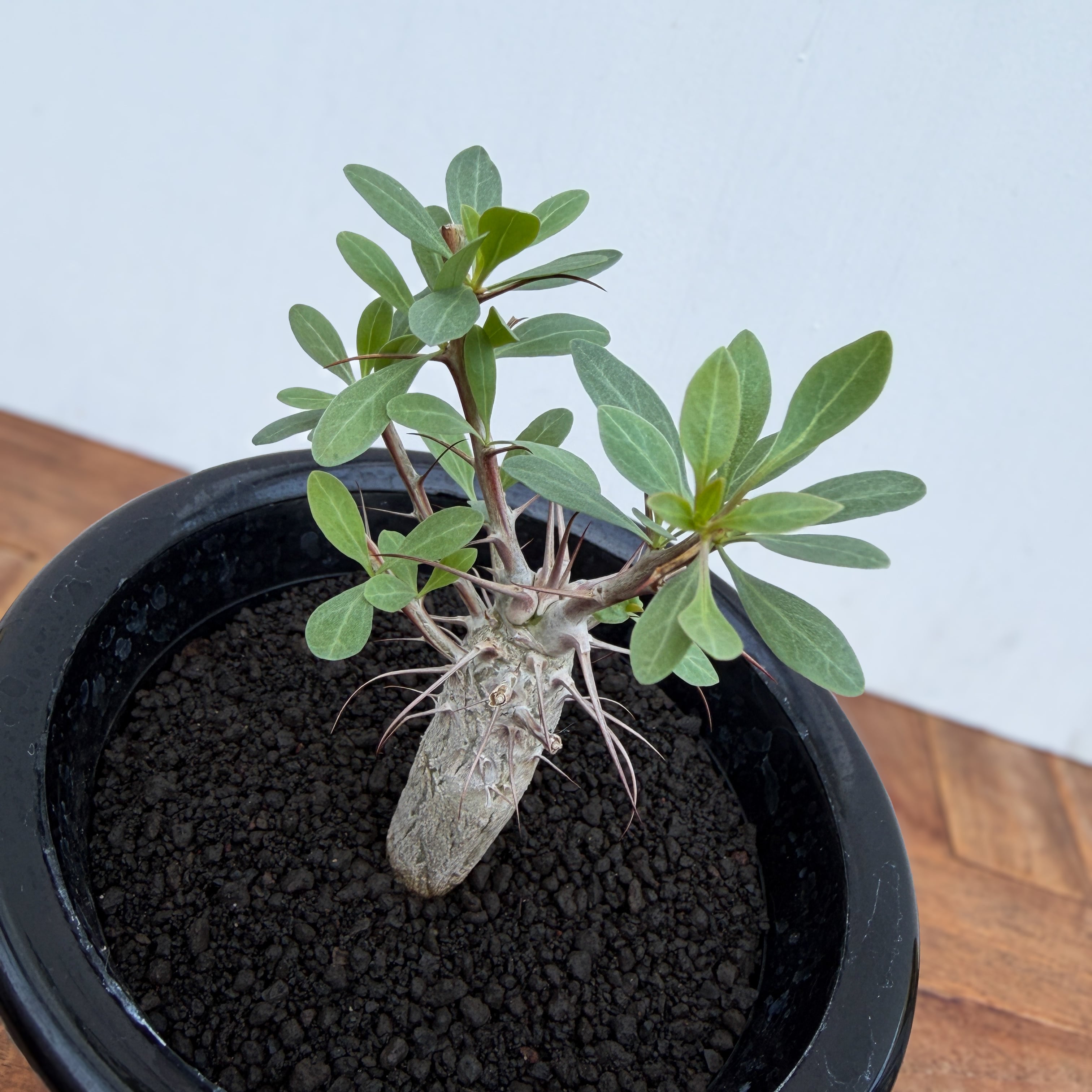 フォークイエリア　コルムナリス　観峰玉　実生 Fouquieria columnaris【フォークイエリア・観峰玉・実生】 | RIMO'S