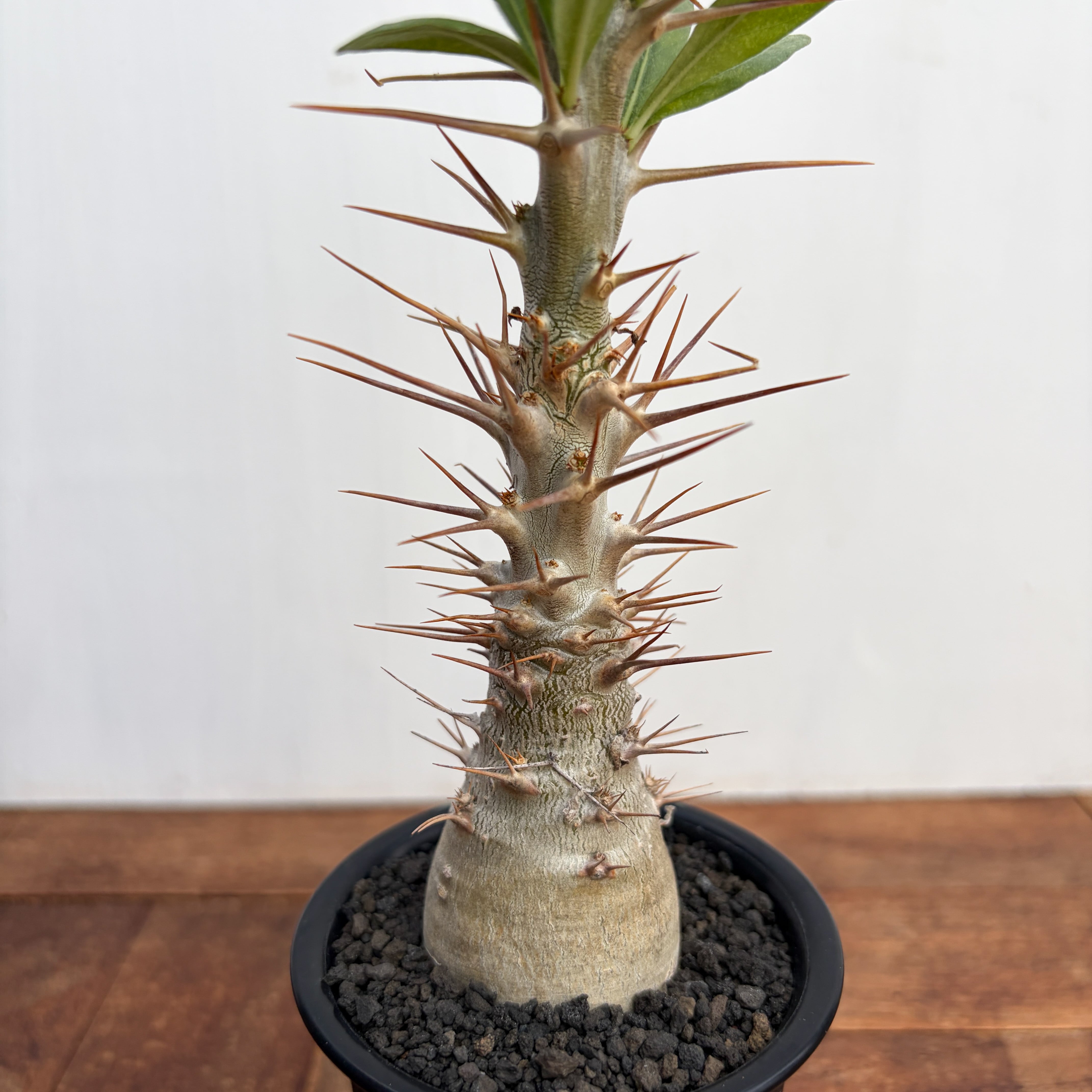 Pachypodium Lealii【パキポディウム・レアリー・実生】 | RIMO'S