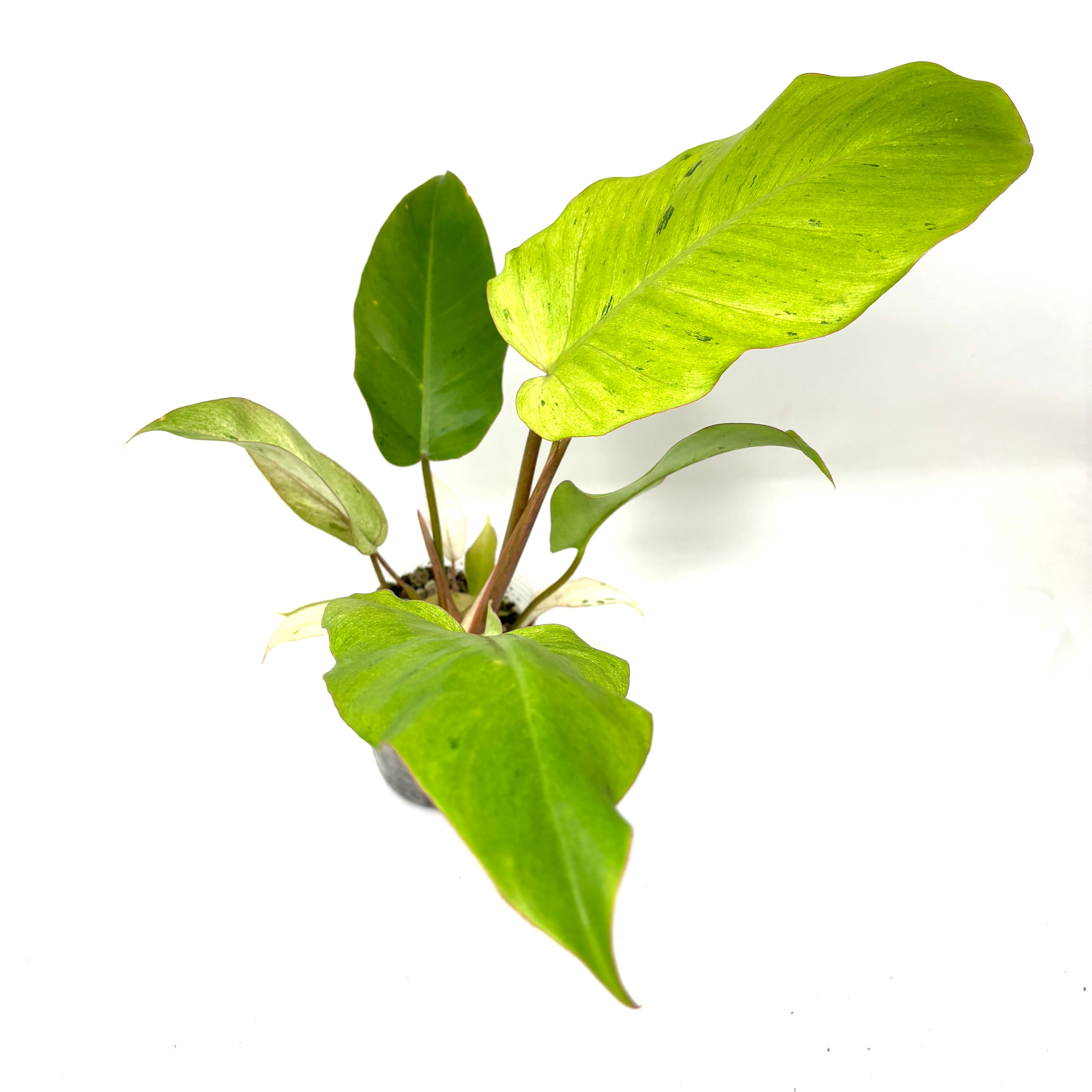 フィロデンドロン スノードリフト【1000】 | PROTOLEAF プロトリーフ