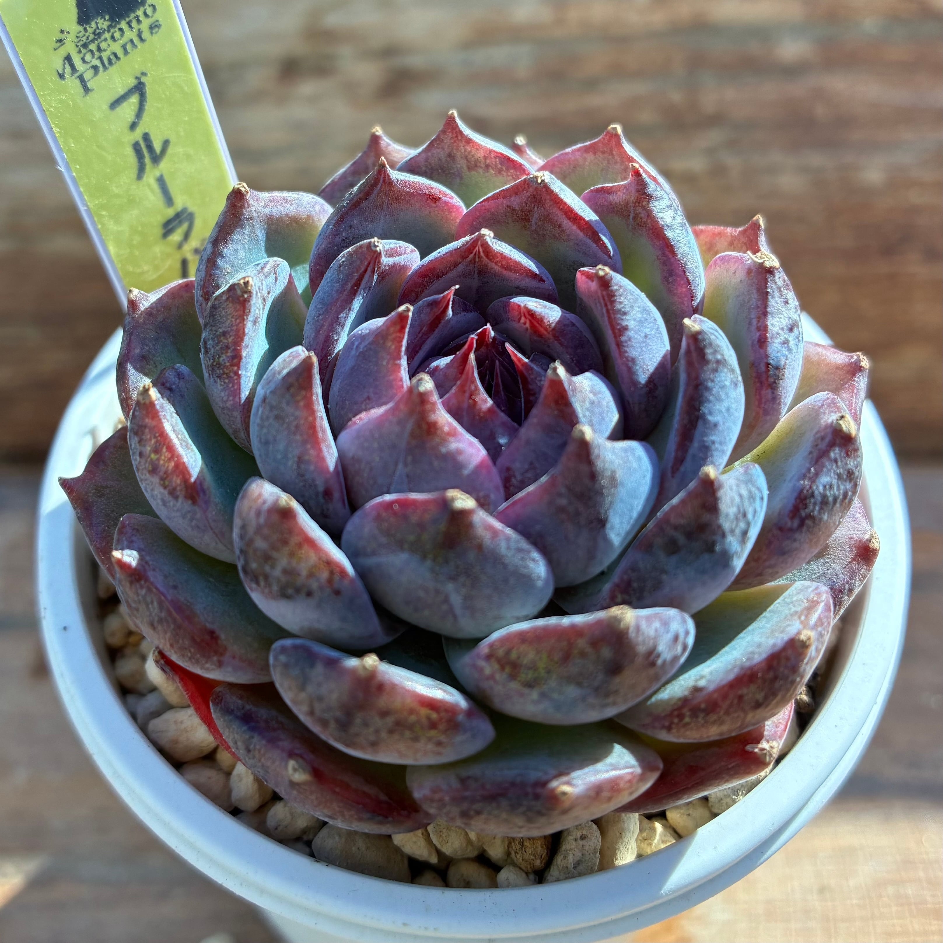 ハオルチア B型コンプトミュータント錦① | mocono_plants