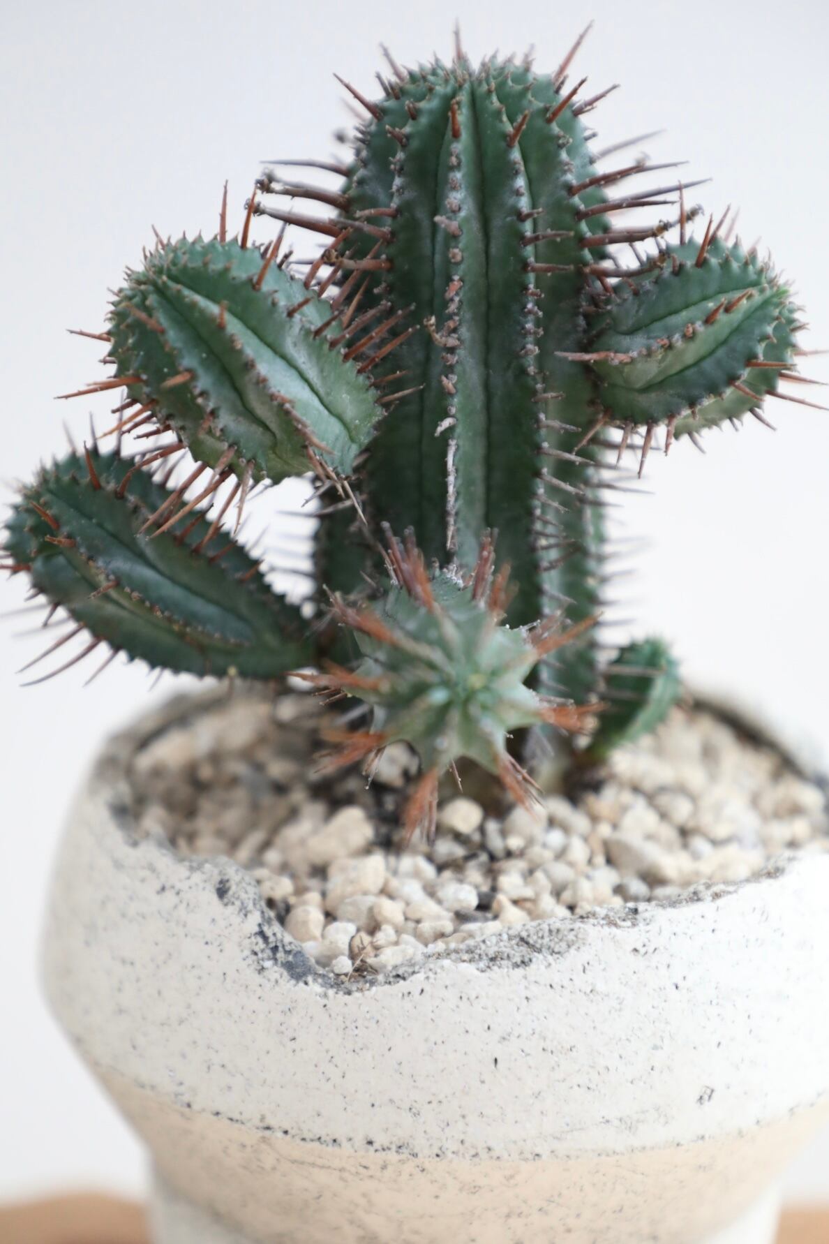 M】紅彩ホリダ/Euphorbia ※陶器鉢付き | 【観葉植物・鉢】MIDORI M】紅彩ホリダ/Euphorbia ※陶器鉢付き | 【観葉植物・鉢】MIDORI
