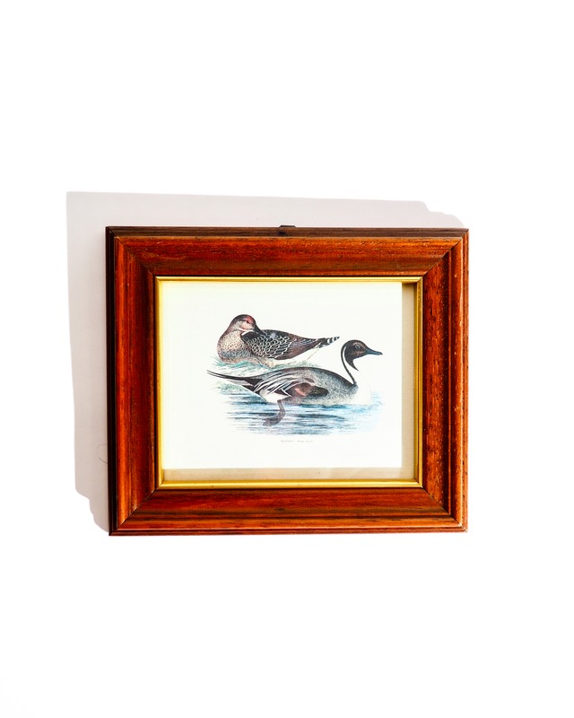 Northern Pintail print and wooden frame, made in Italy