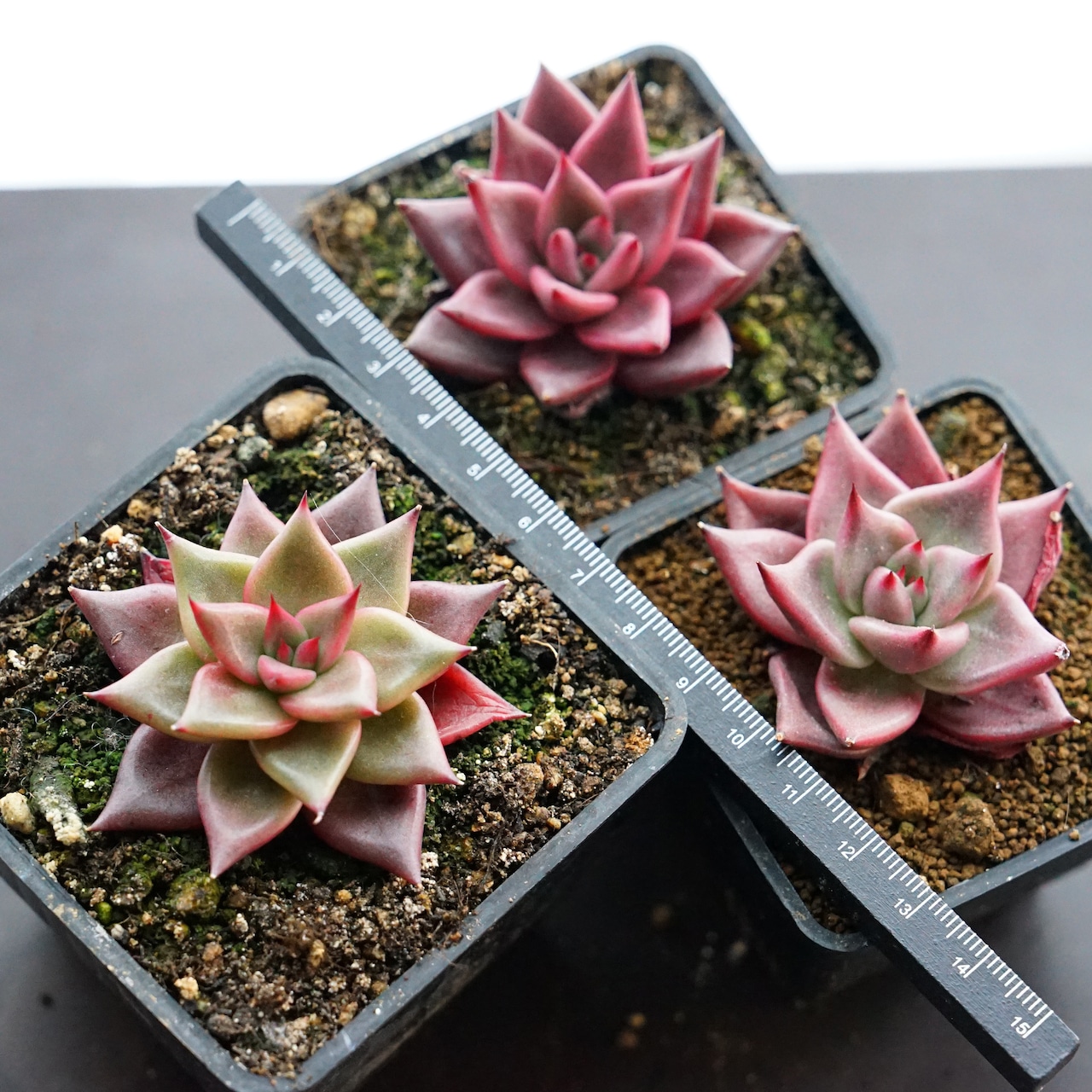 抜き苗 ブラッドロメオ Echeveria 'Blood Romeo'