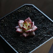 一部発根済カット苗 デアデビル Echeveria 'Daredevil'