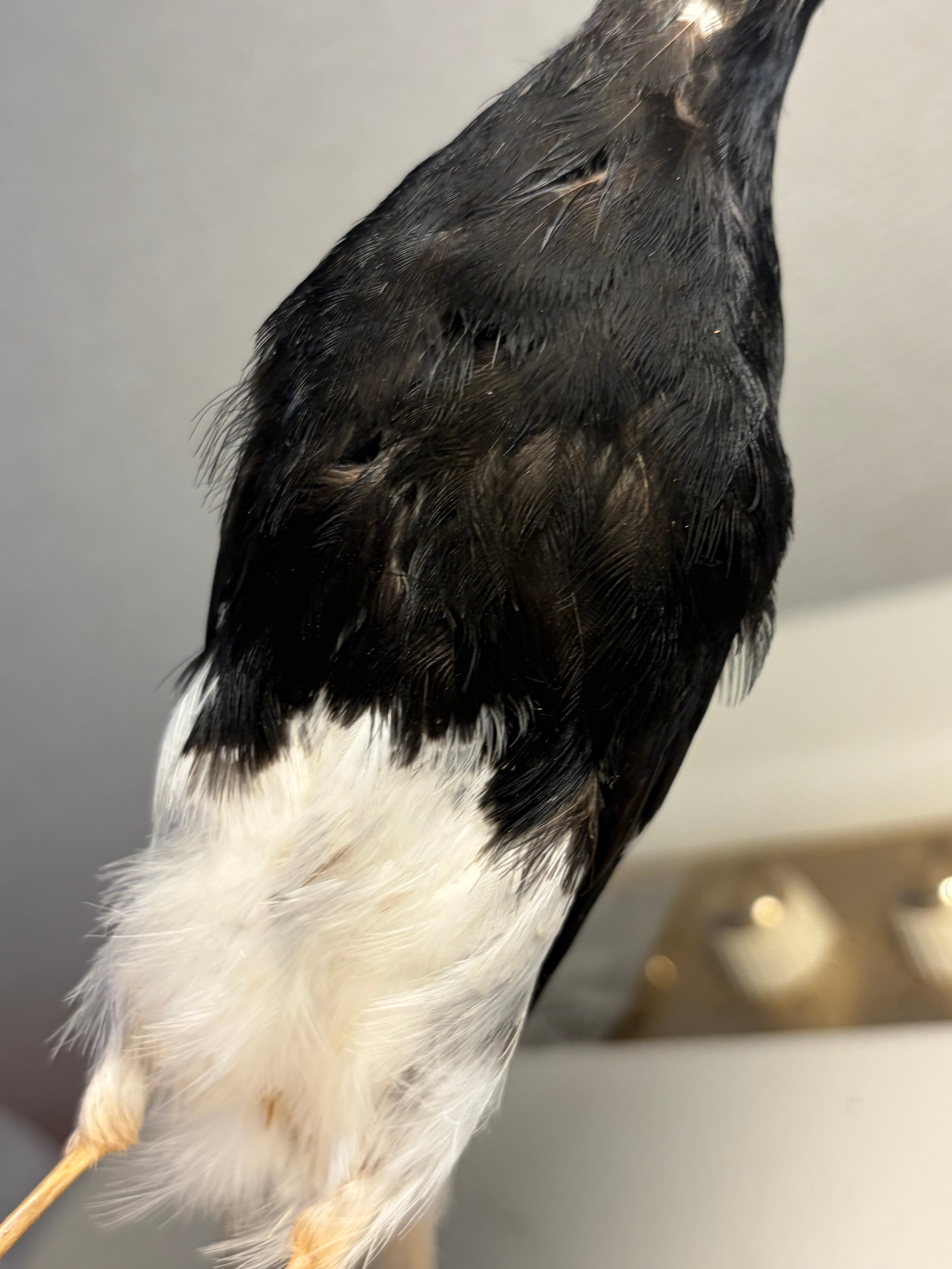【鳥剥製】エンビシキチョウ 標本 スズメカラス ムクドリ ハト ワシ　フクロウ 鳥剥製】エンビシキチョウ 標本 置物 インテリア スズメ 木彫り バード