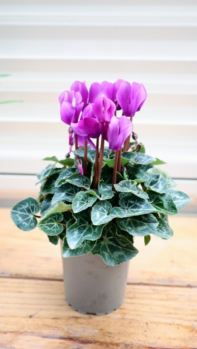 ガーデンシクラメン『ドラゴン』２色セット　ライトブルー＆ディープブルー　３号ポット