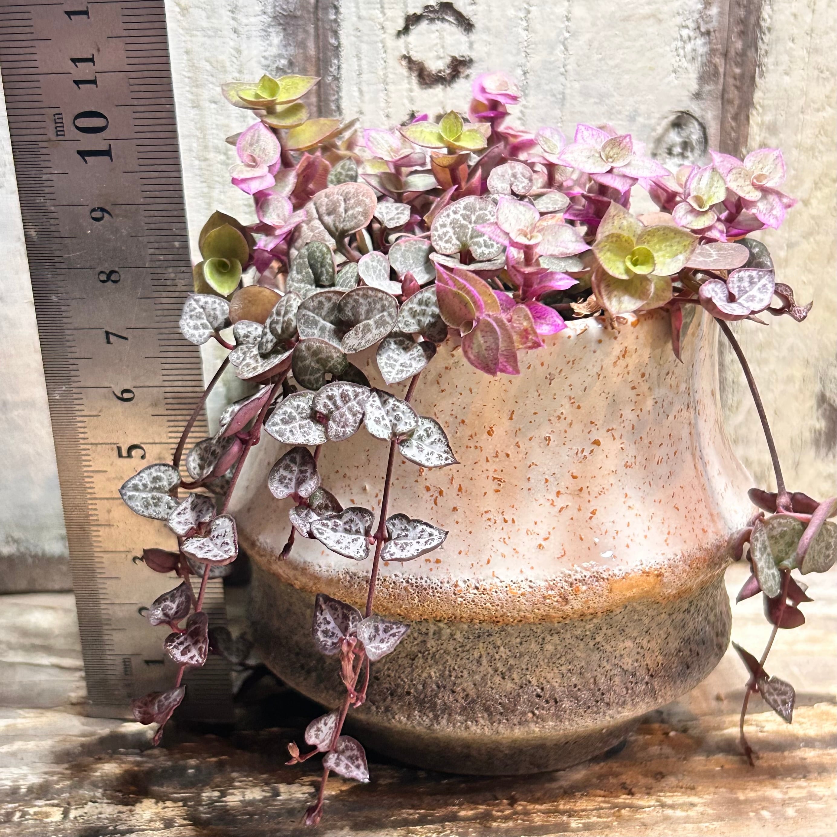しじみ蝶錦 多肉植物 | PAY ID