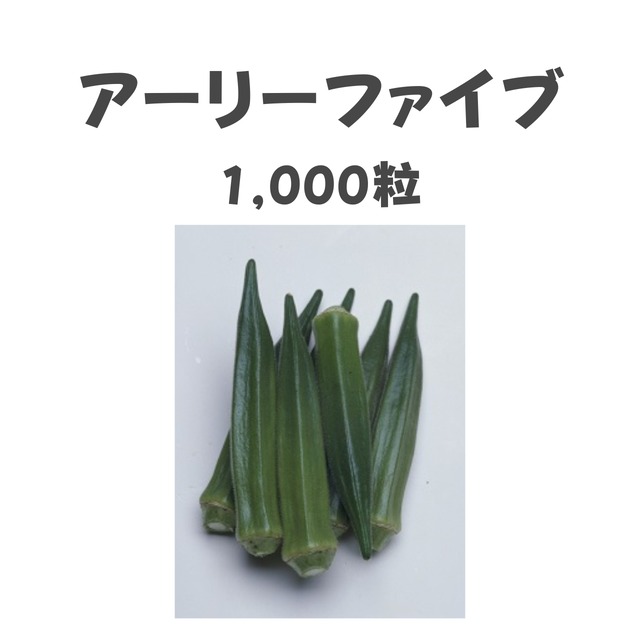 アーリーファイブ　オクラ種子・1,000粒
