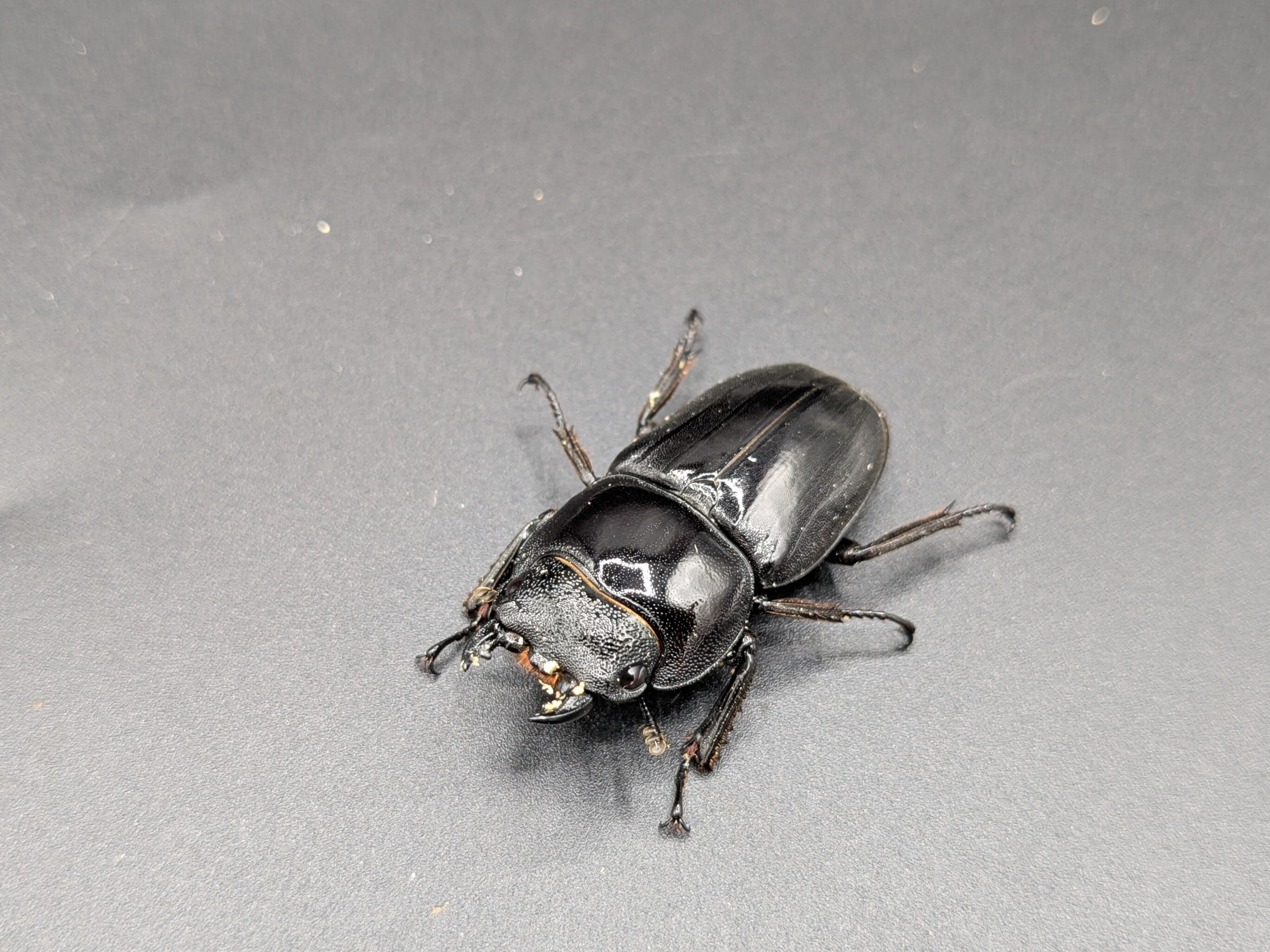 パラワンオオヒラタ ♂105mm♀45mm | クワガタムシ・カブトムシ
