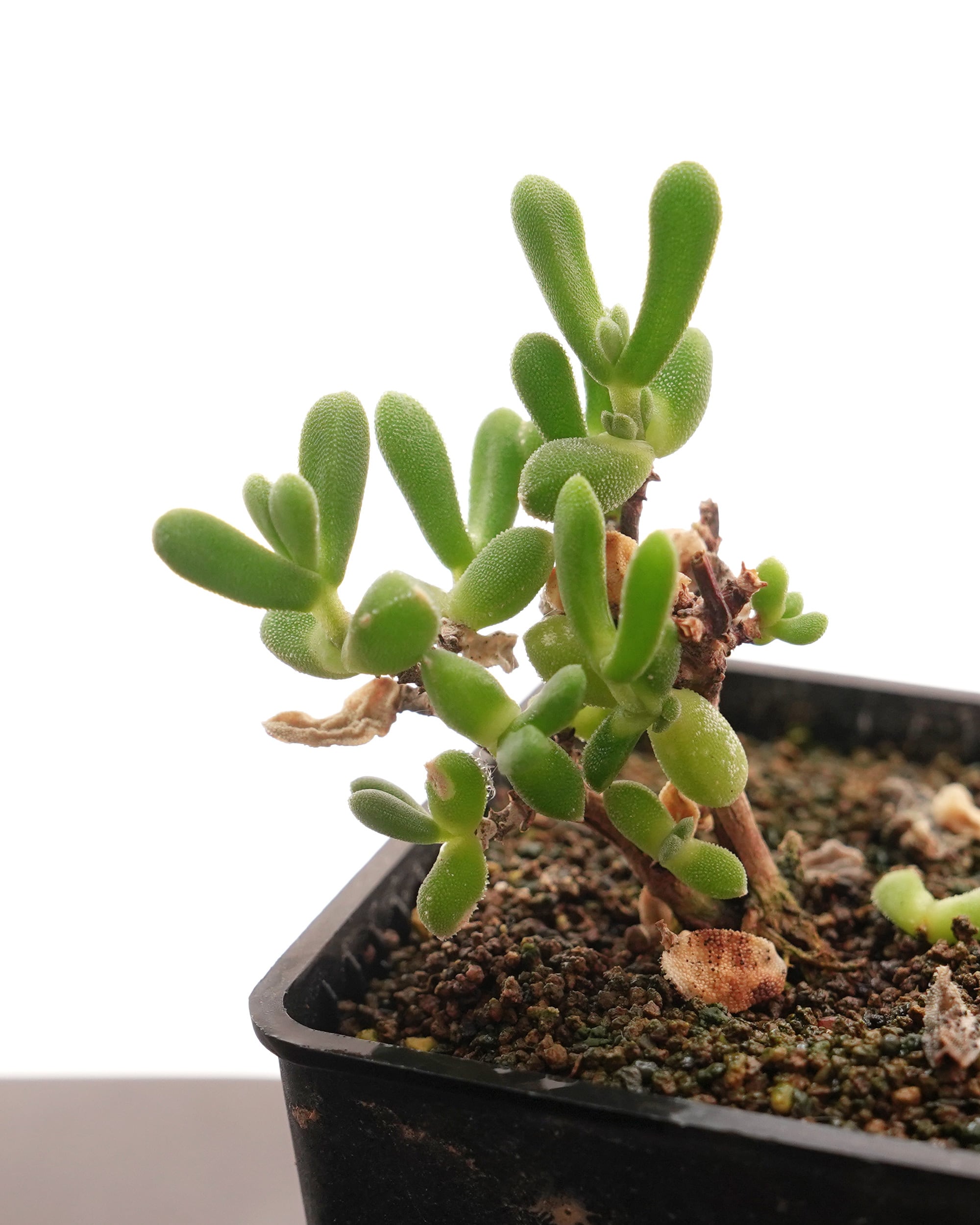 抜き苗 ドロサンテマム サバルブム グルートグラーフ Drosanthemum