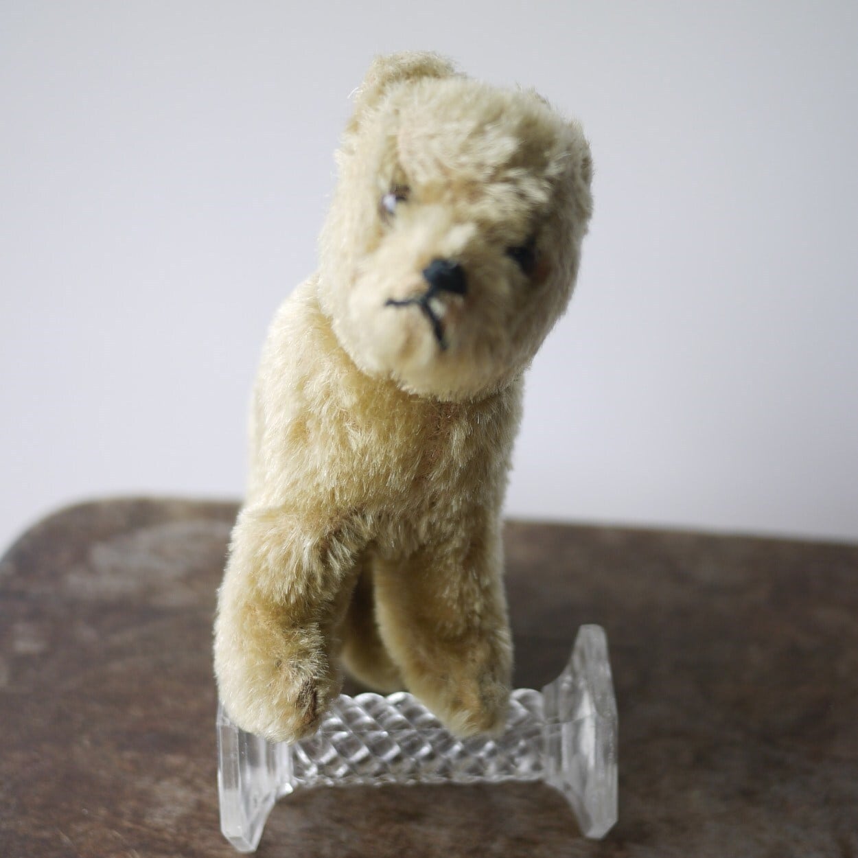 Eisbar ホッキョクグマ シュタイフ?