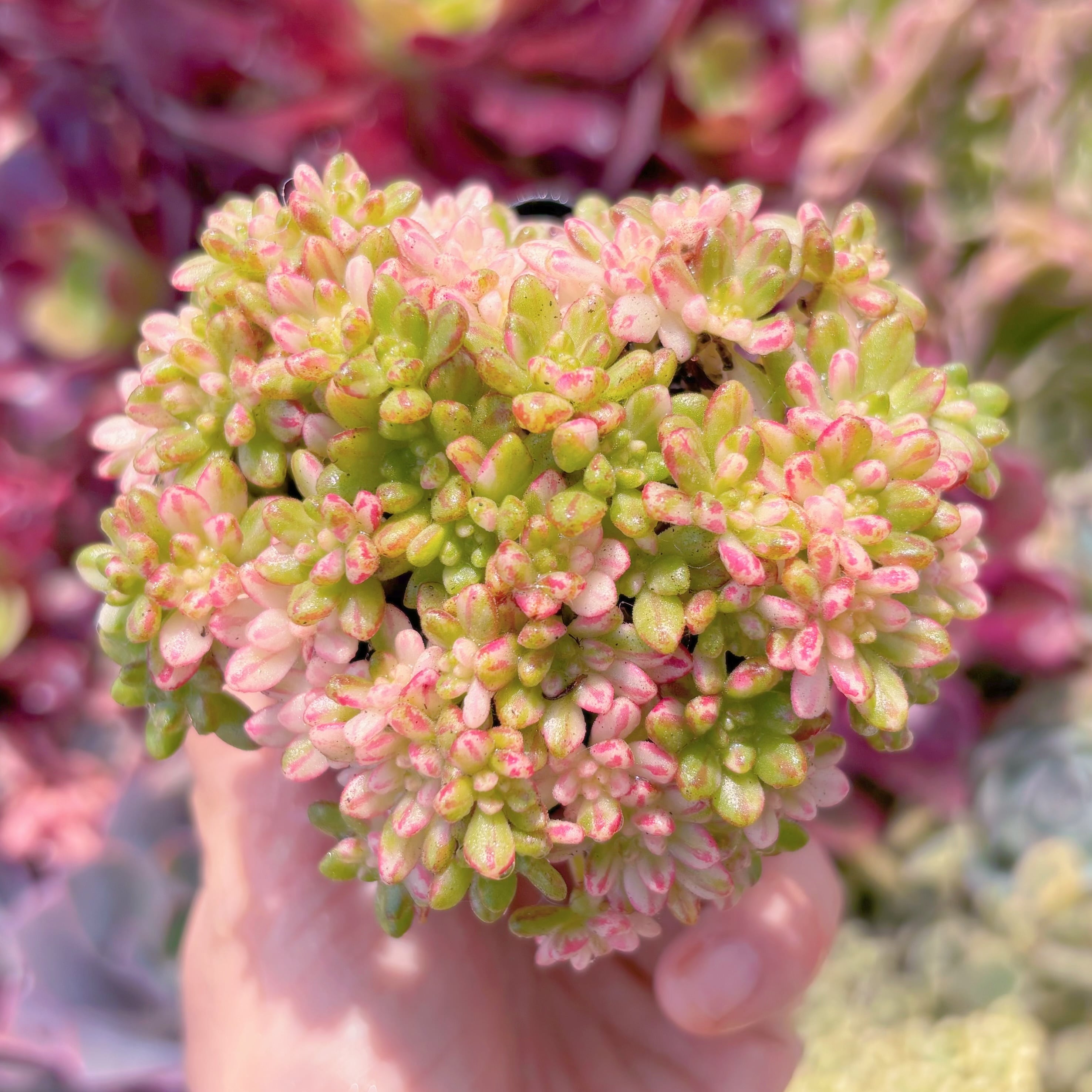 現品　小人の祭り錦#092　群生　るる農園