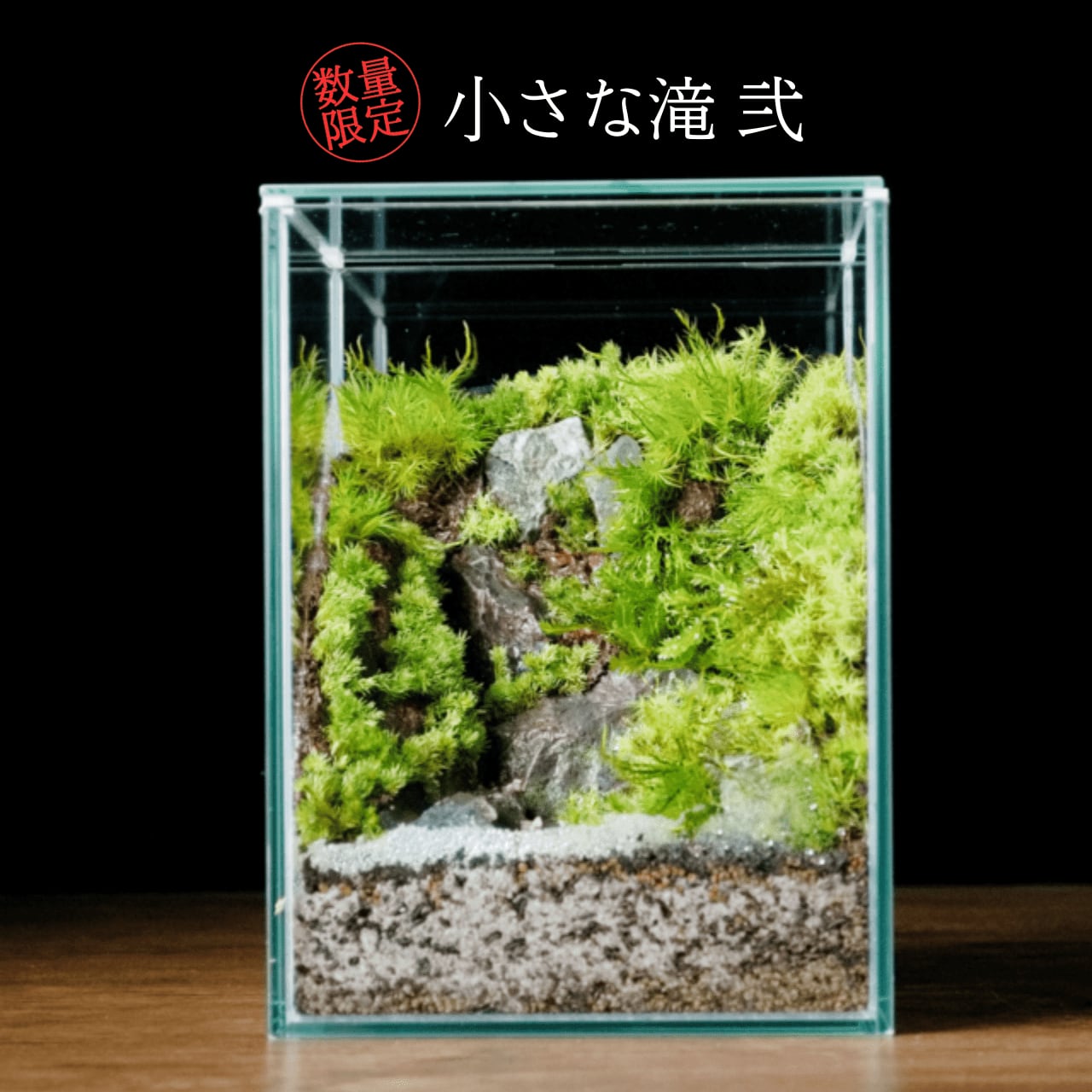 滝の流れるアクアテラリウム　イモリウムきなこもち 滝の流れるアクアテラリウム イモリウムきなこもち 滝の流れるアクア