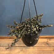 セロぺギア ボッセリ【727】