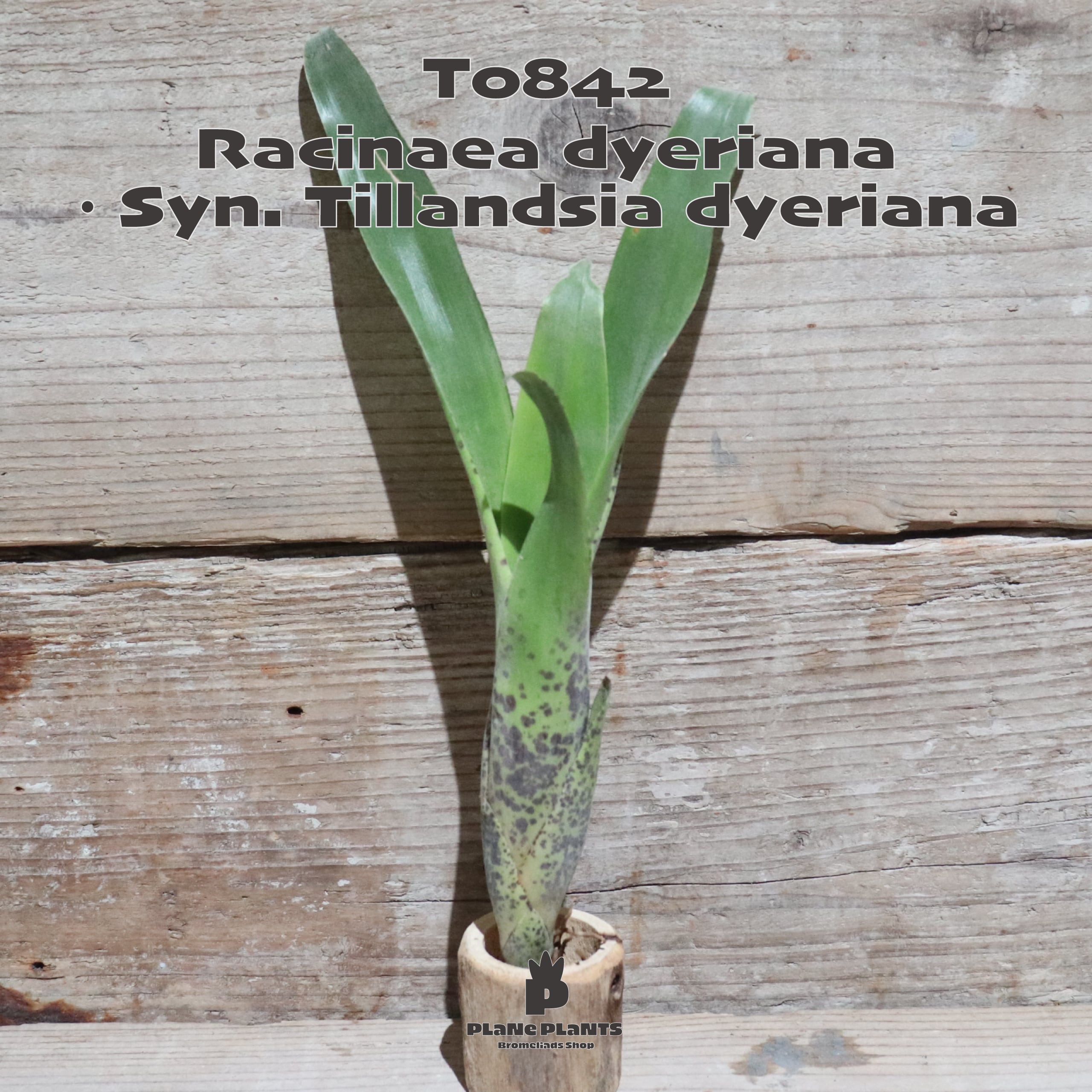 送料無料】ラシナエア ダイエリアナ〔エアプランツ/タンクブロメリア