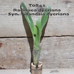 【送料無料】ラシナエア ダイエリアナ〔エアプランツ/タンクブロメリア〕現品発送T0842