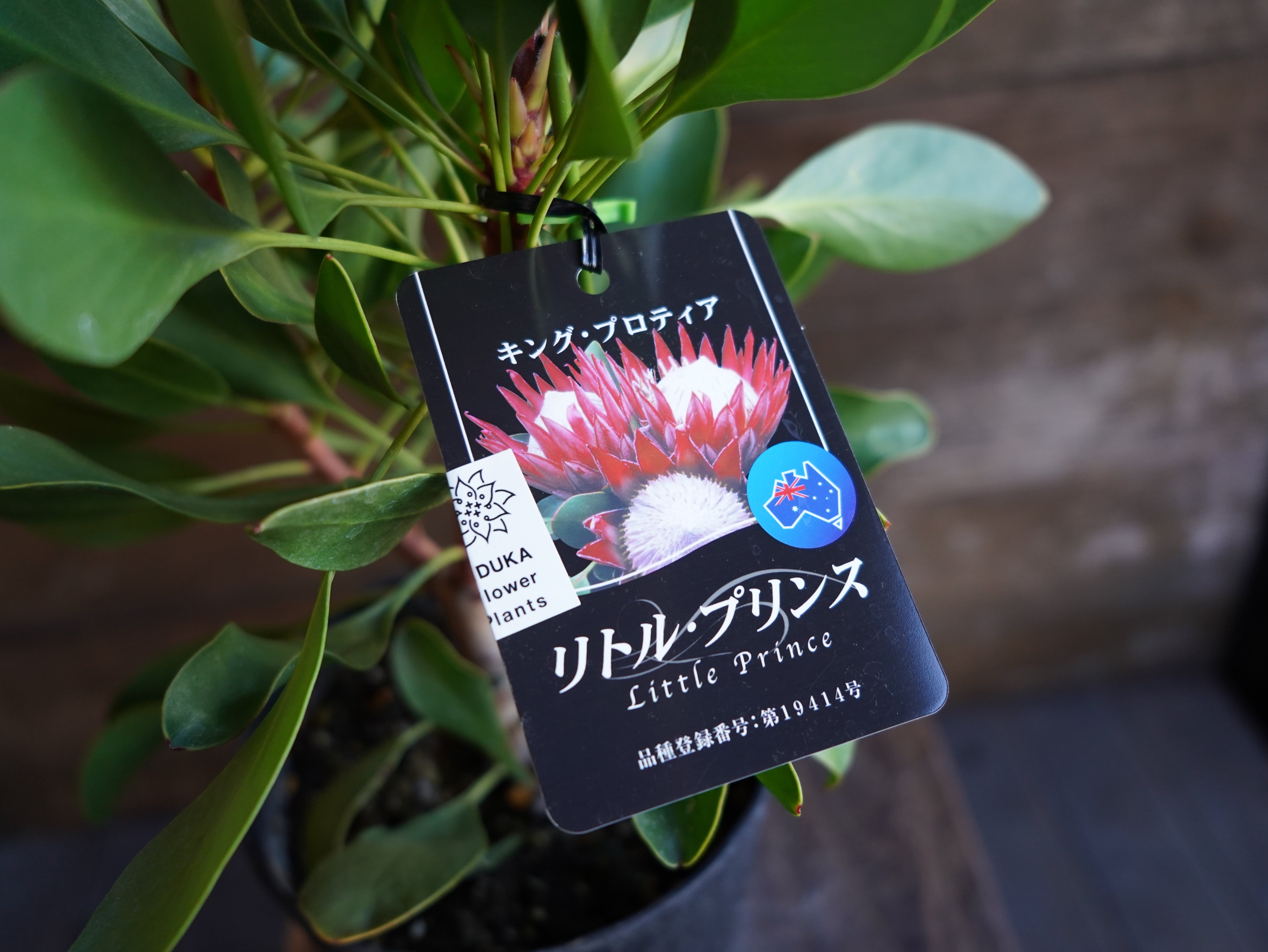 【現物】プロテア　”リトルプリンス”　B