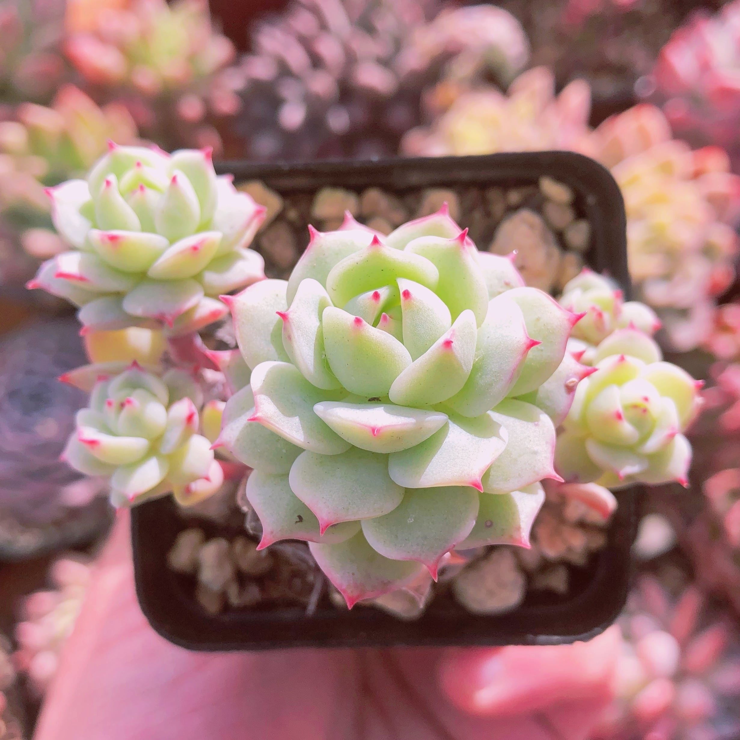 ご確認用　多肉植物　Echeveria 'Vincent Catto' ✖︎静夜