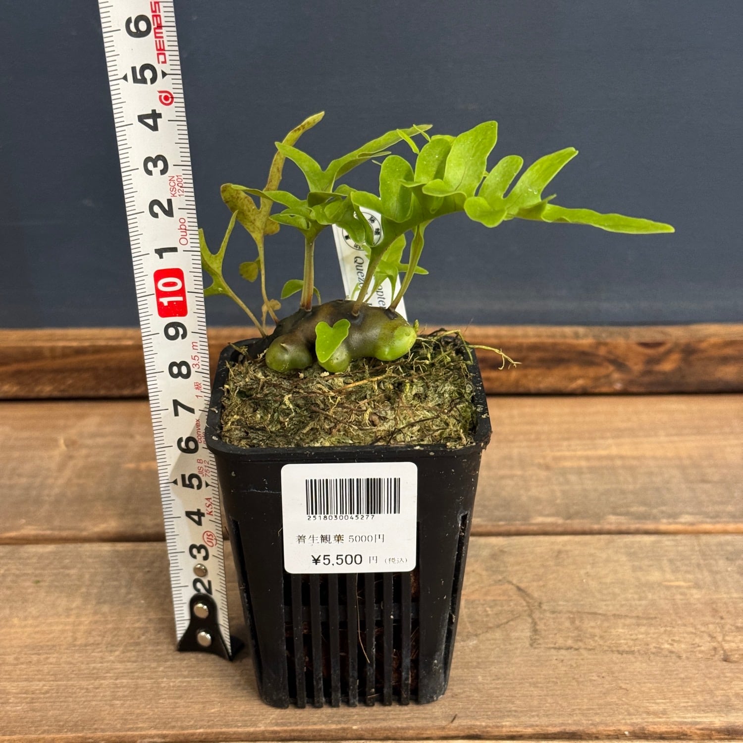 伊藤蟻】Lecanopteris Luzonensis Quezon, Luzon【580】 | PROTOLEAF