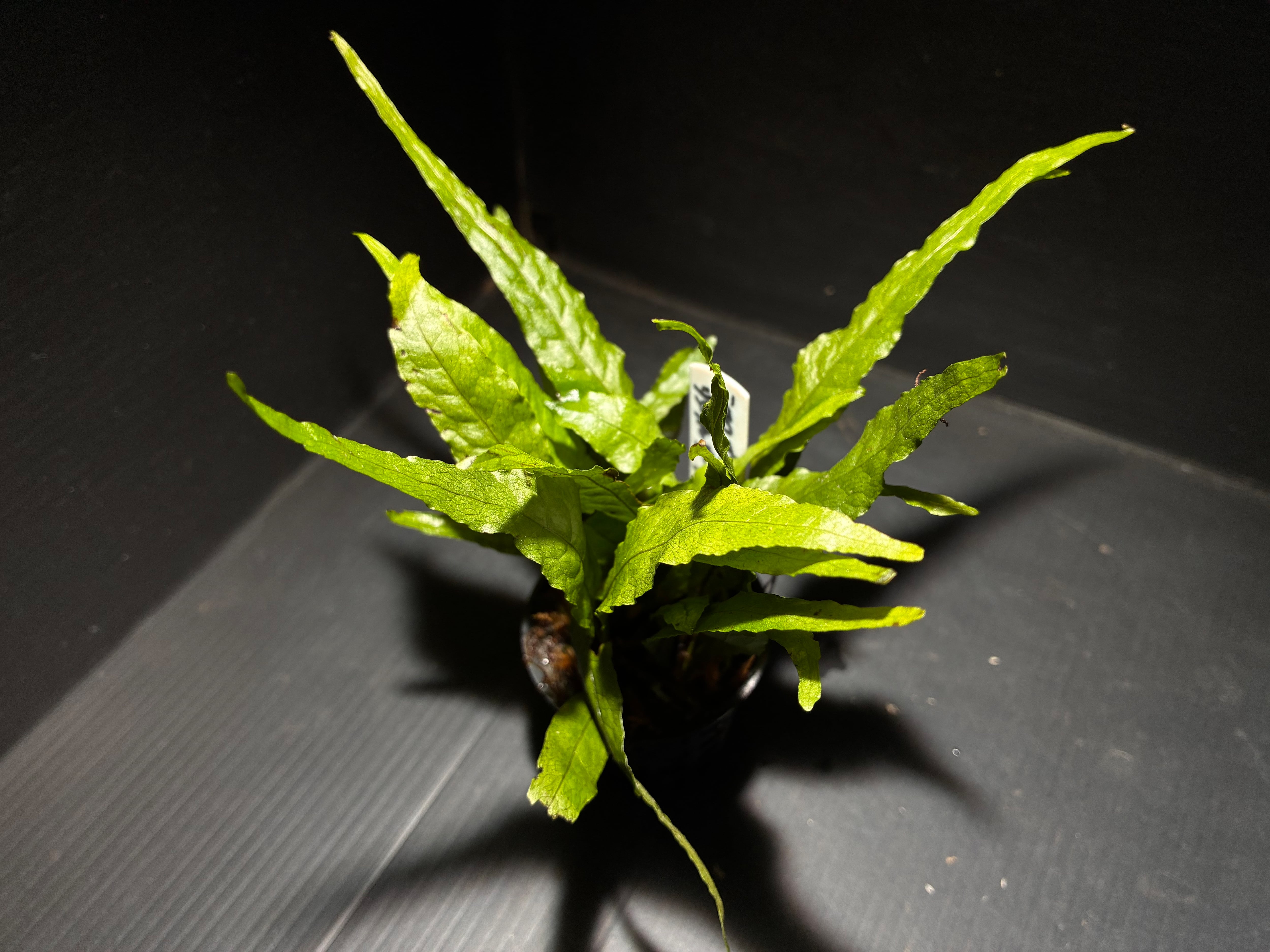 Furtadoa sp.