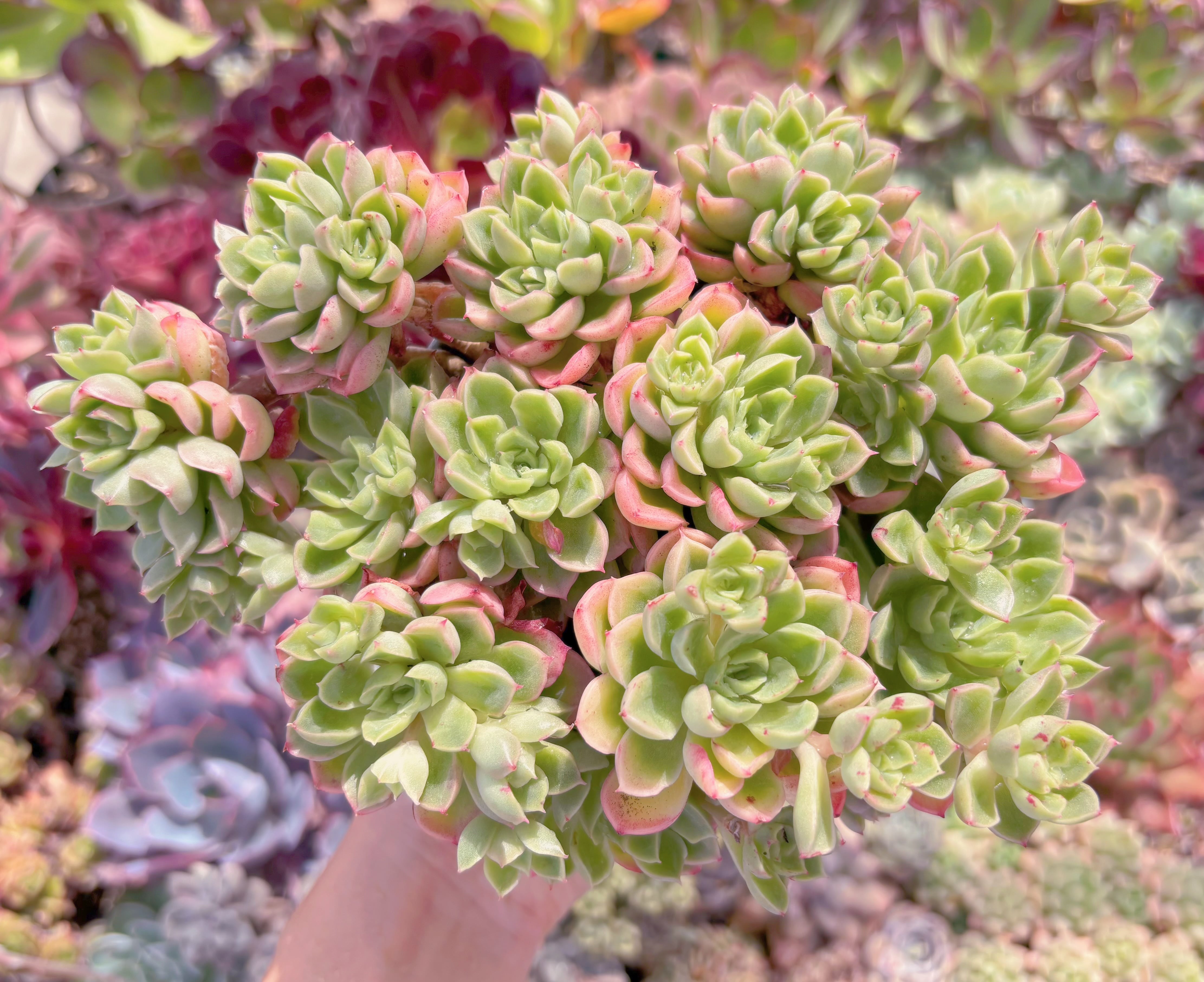 現品　ハワイの踊り子#882　新入荷　るる農園