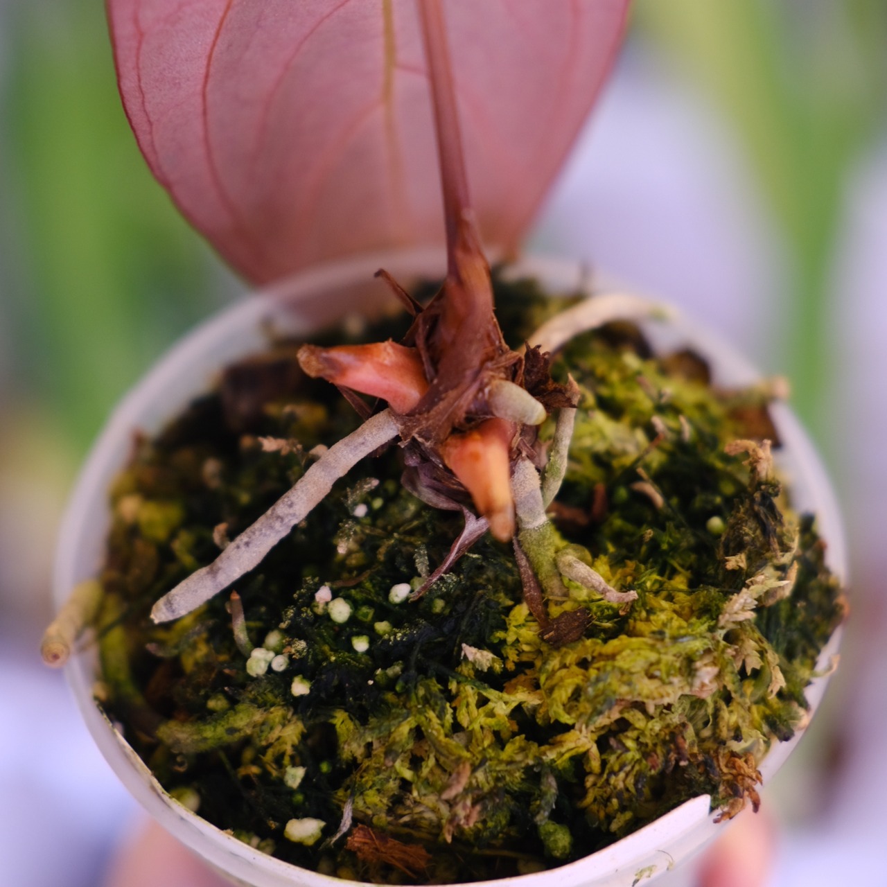 Papillilaminum(Fort Sherman) × Anthurium King of spades(KOS)│パピリラミナム × アンスリウム・キング オブ スペード│観葉植物