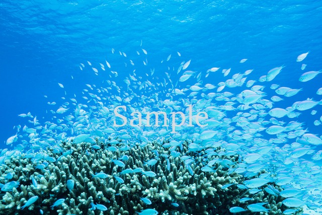 ケラマブルー #2【メタルプリントM】エネルギーフォト　